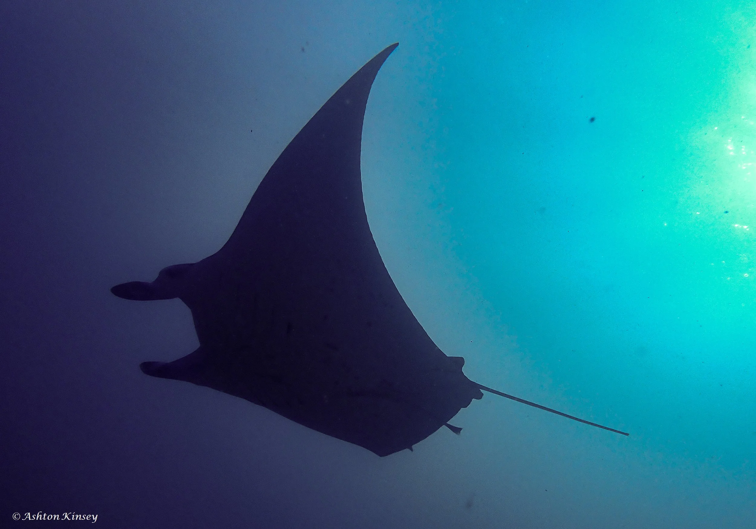Lilly Manta Point-2.jpg
