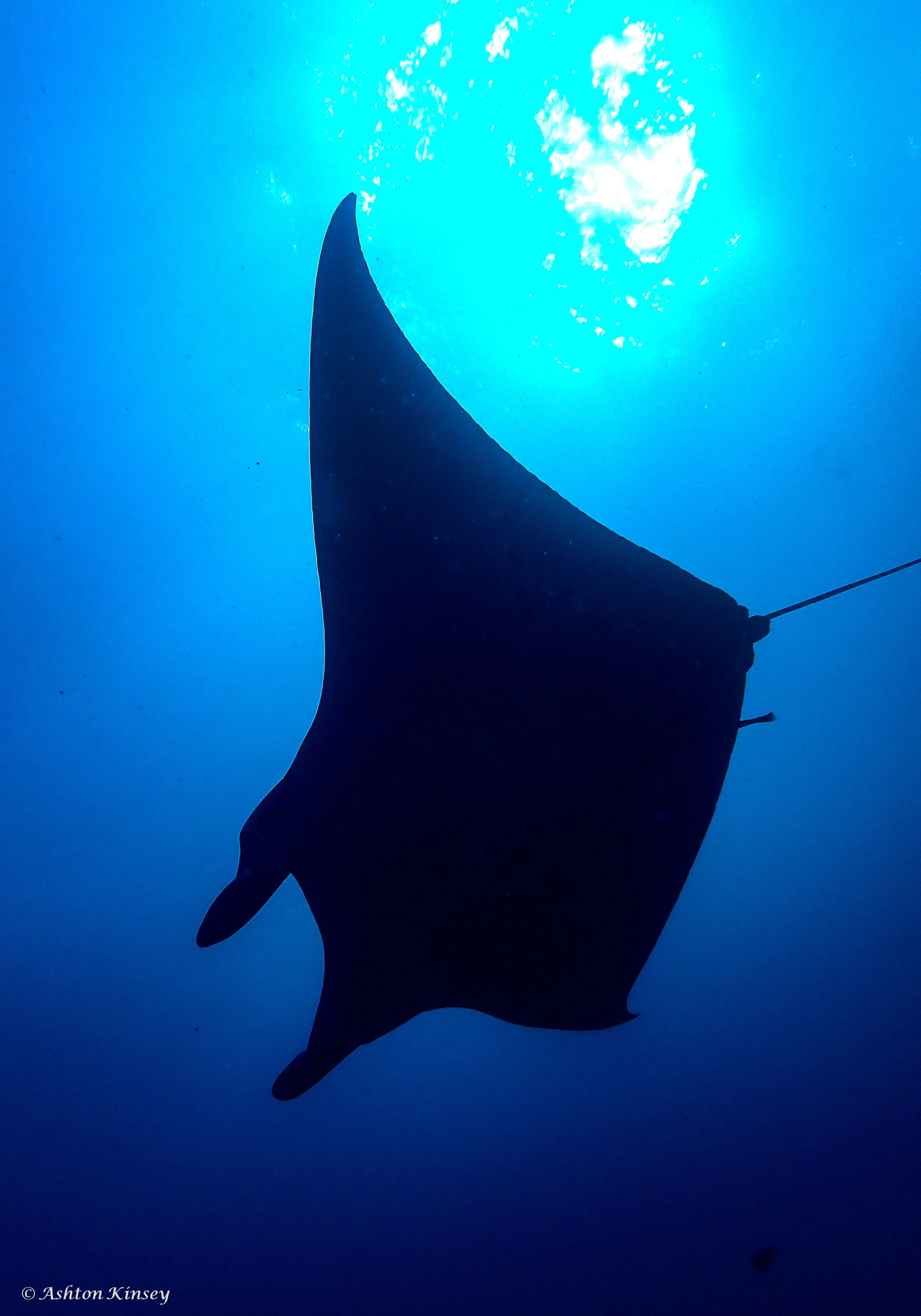 Lilly Manta Point-3.jpg