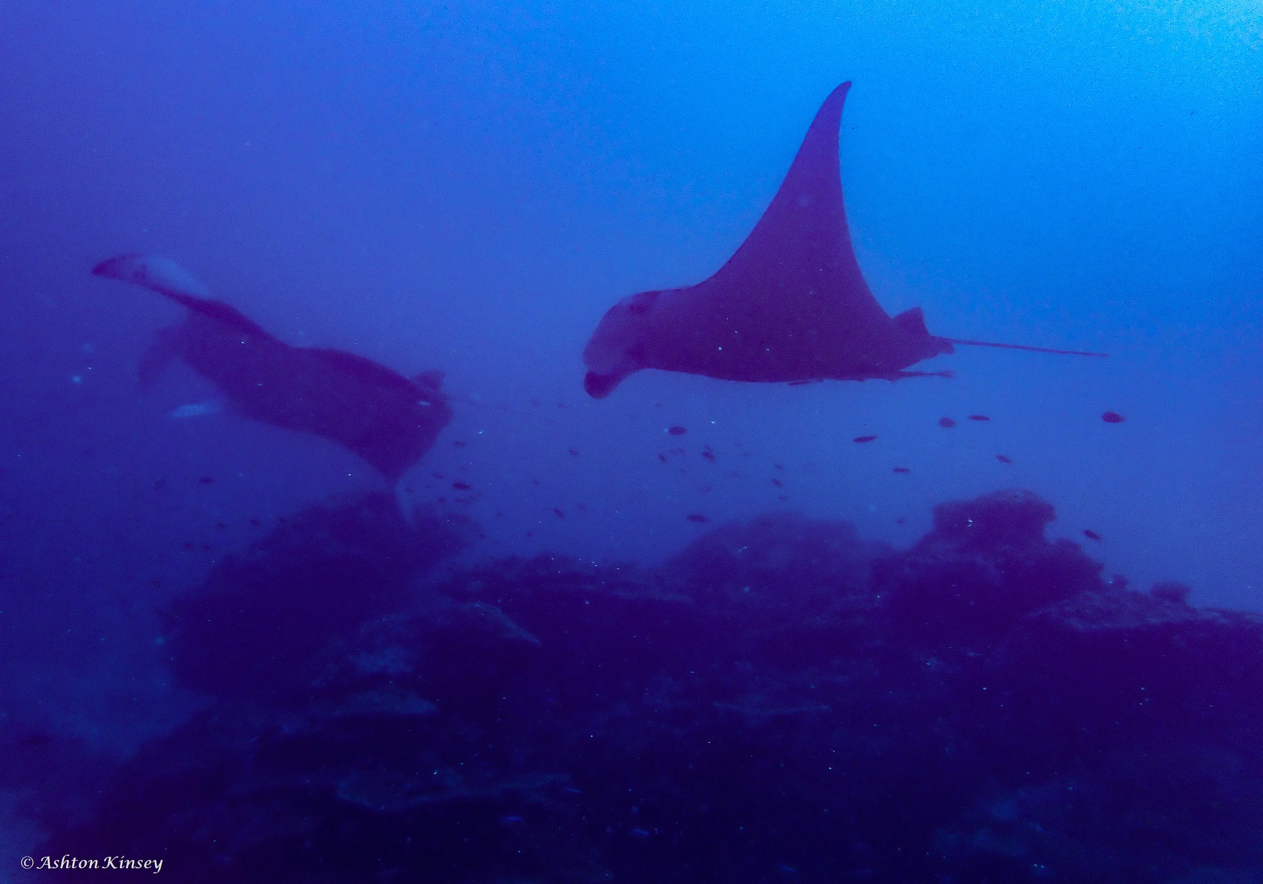 Lilly Manta Point-4.jpg