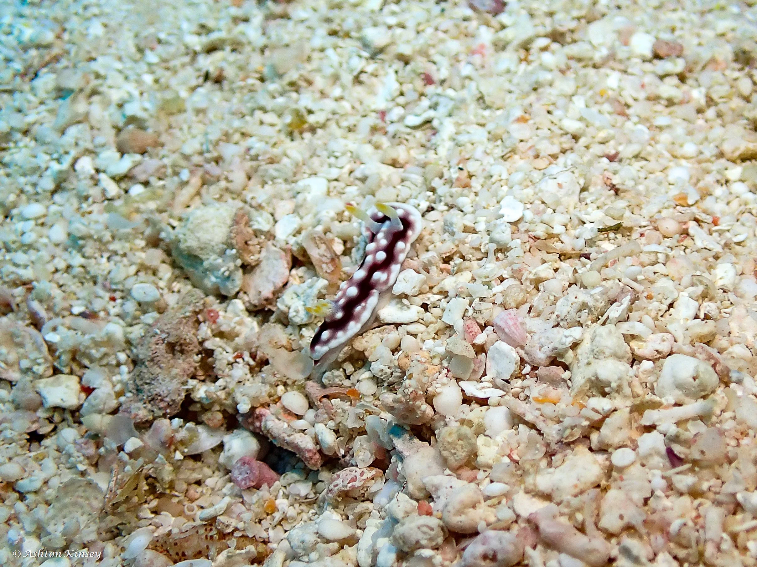 Lilly Manta Point-7.jpg