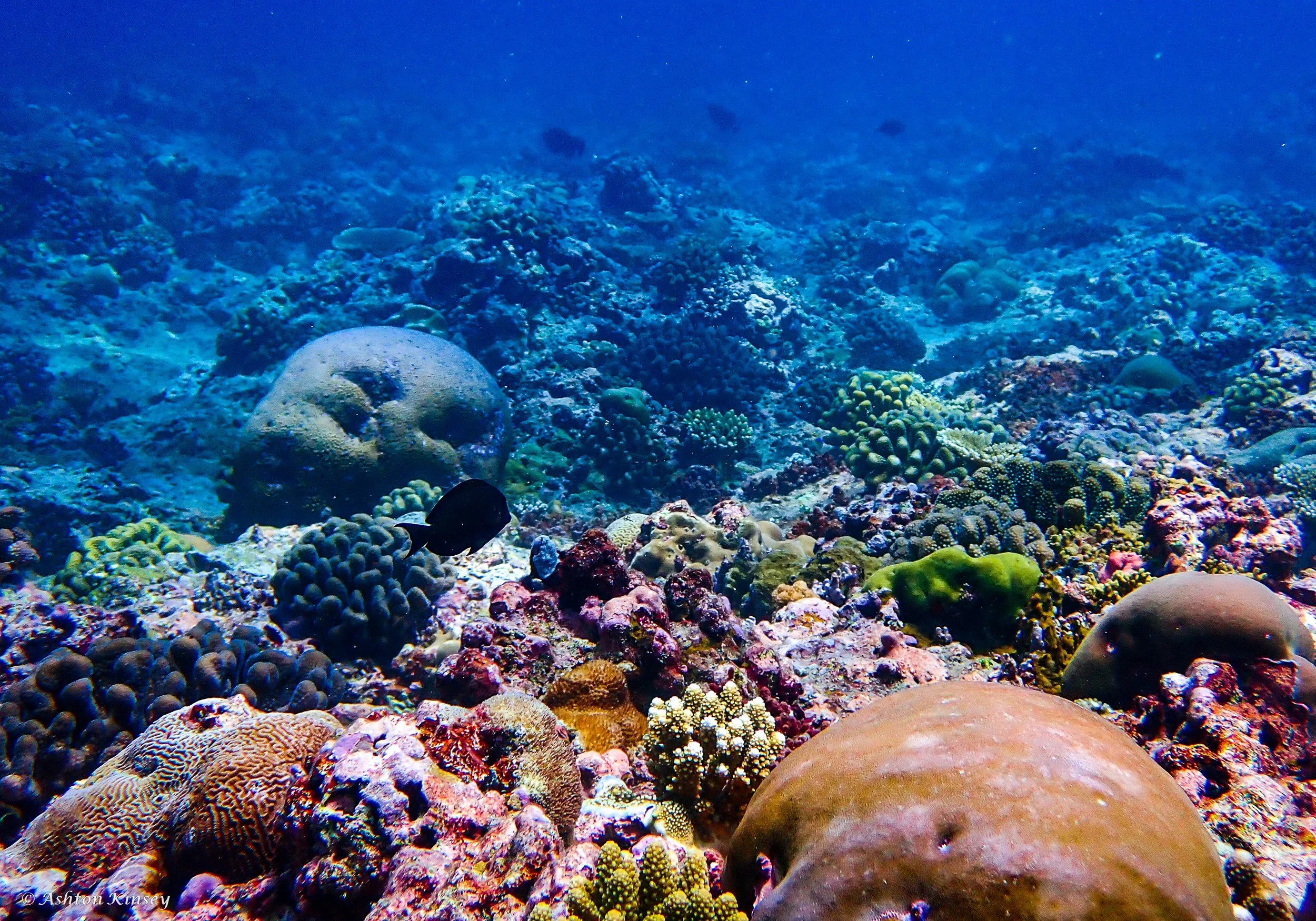 Sun Island Beyru-1.jpg