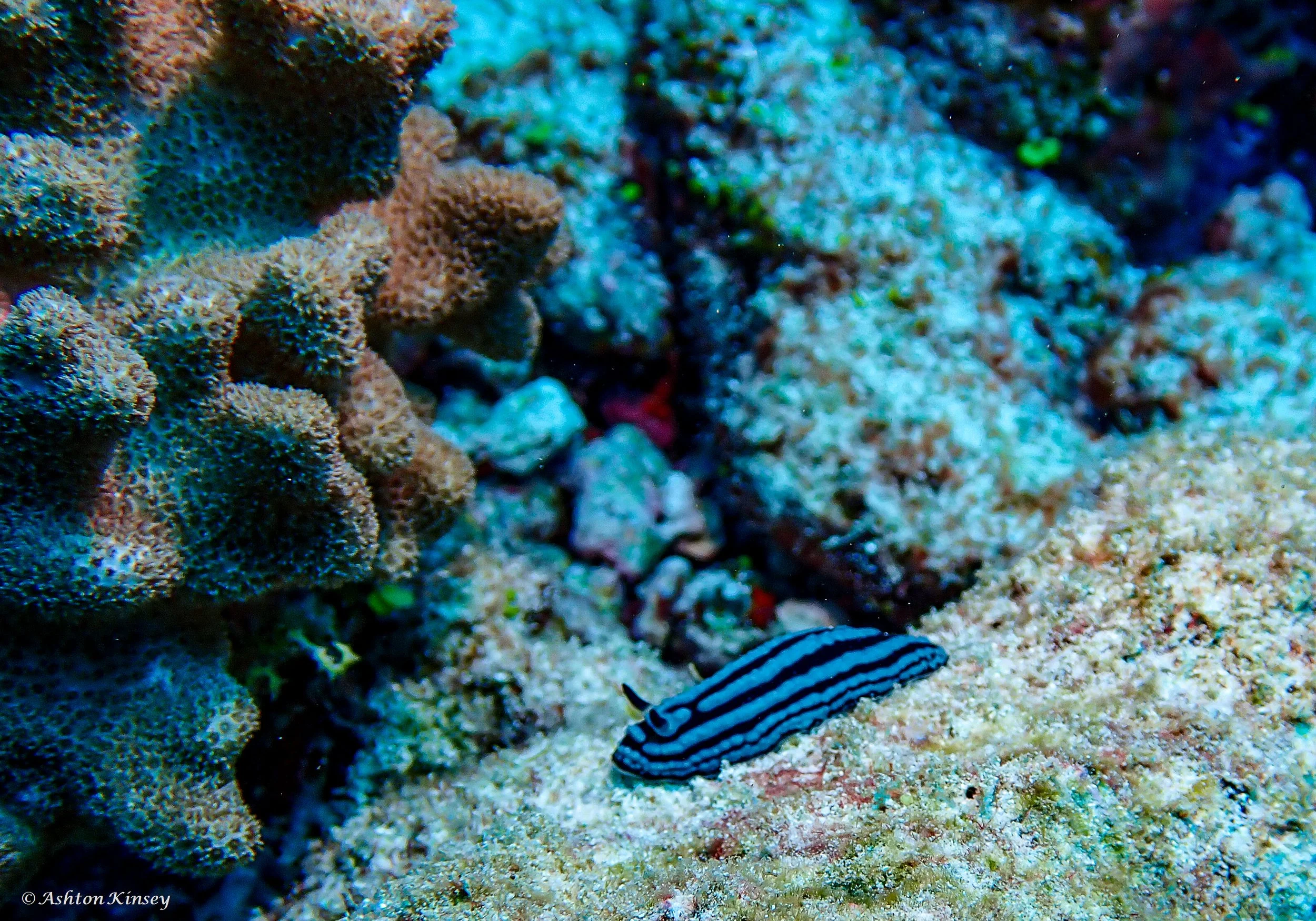 Sun Island Beyru-2.jpg