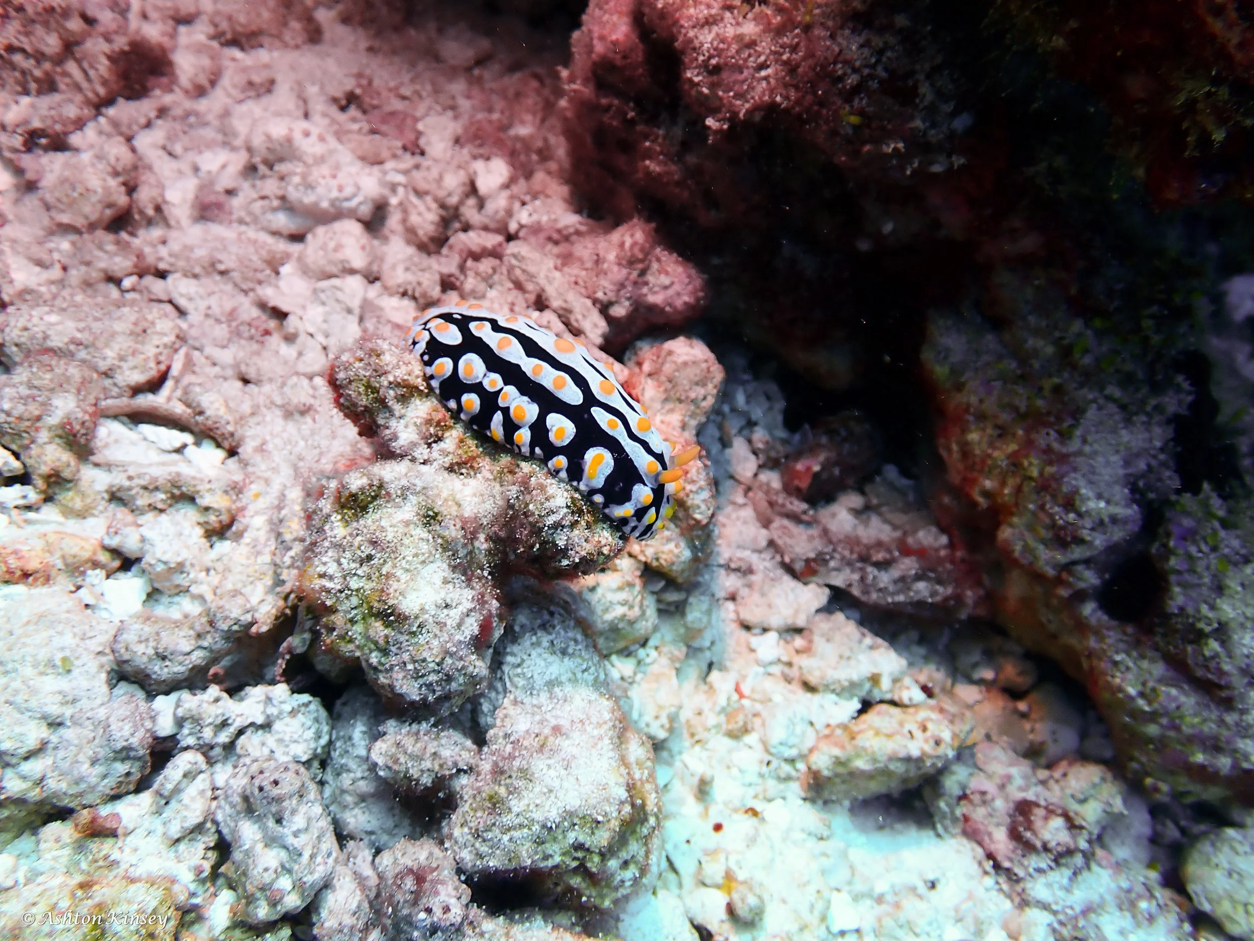 Sun Island Beyru-3.jpg