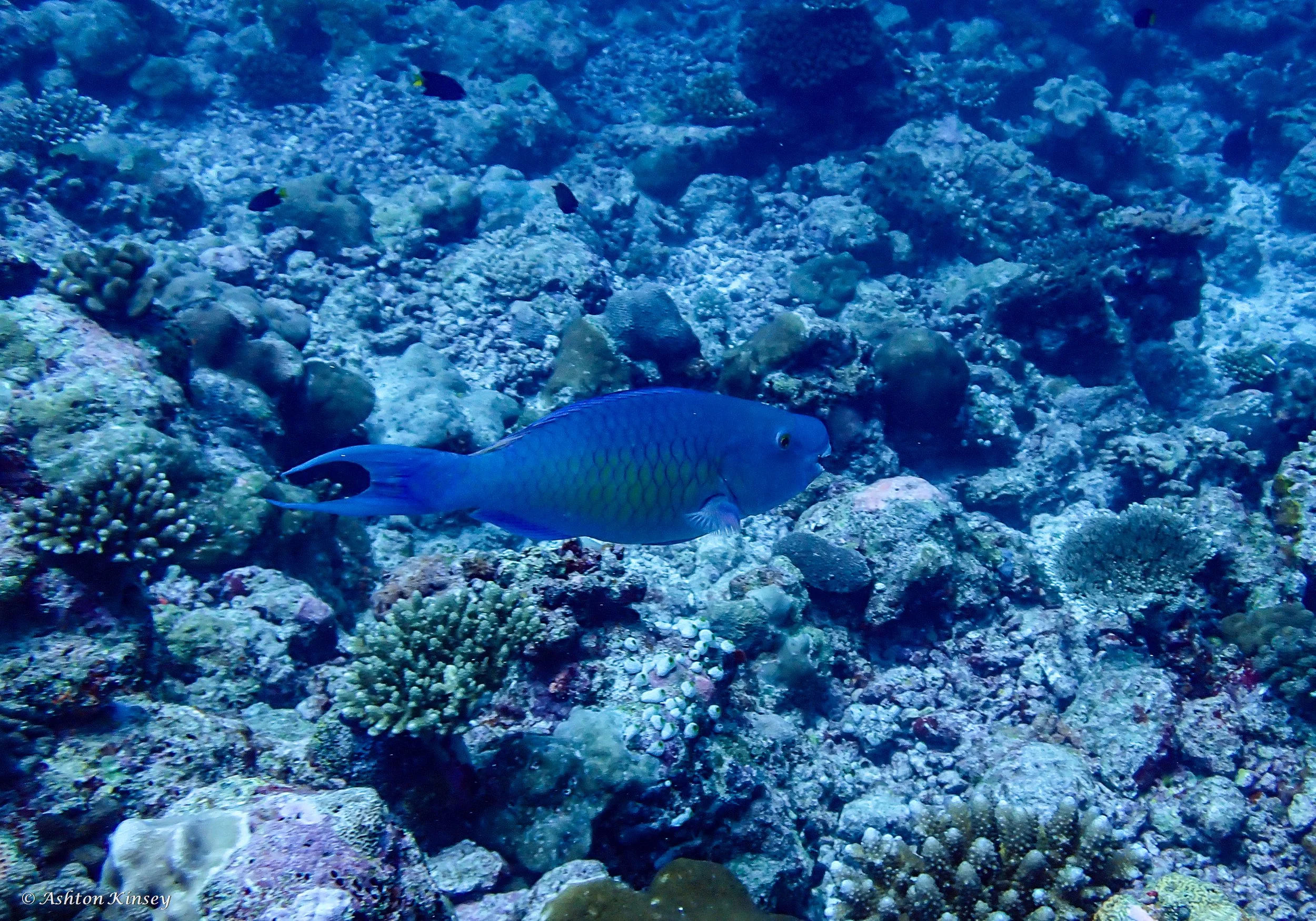 Sun Island Beyru-5.jpg