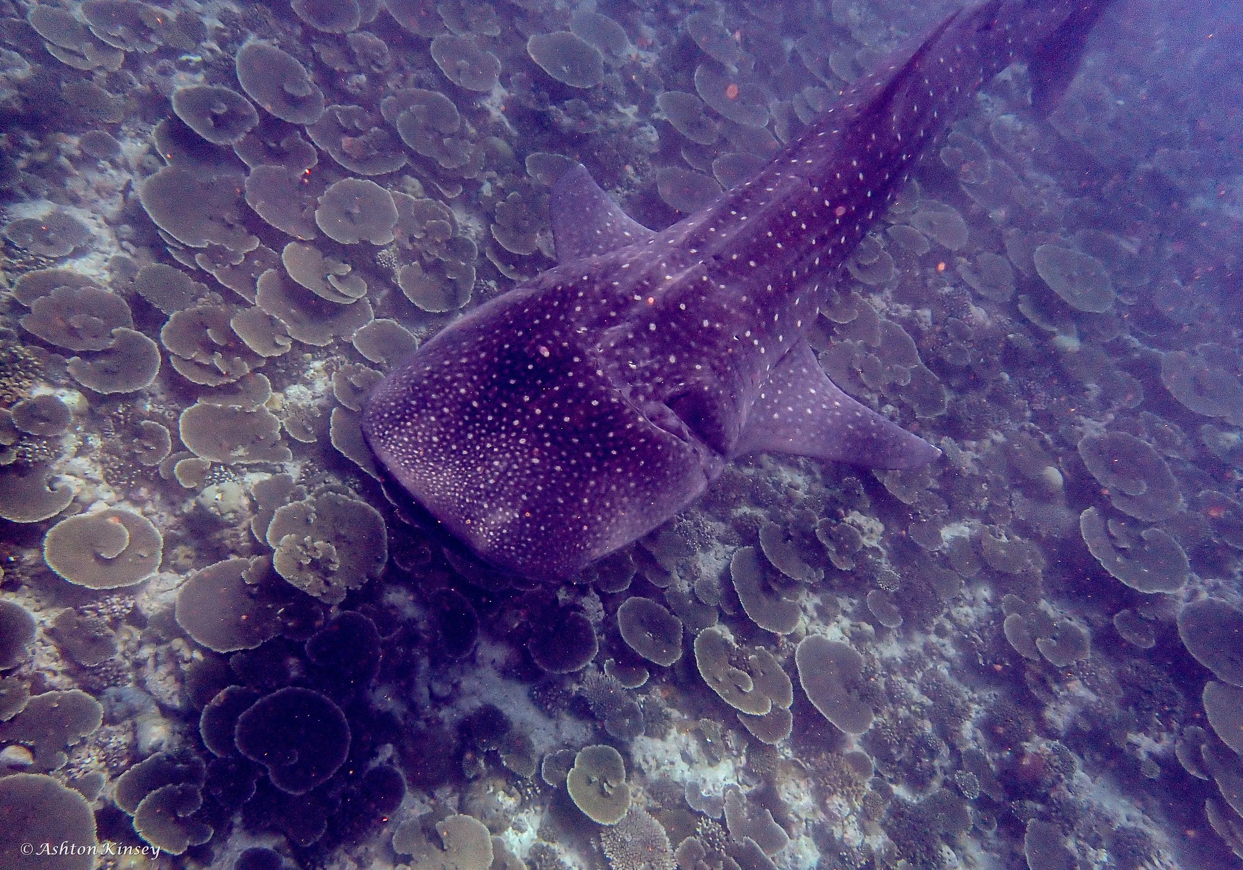 Sun Island Beyru-4.jpg