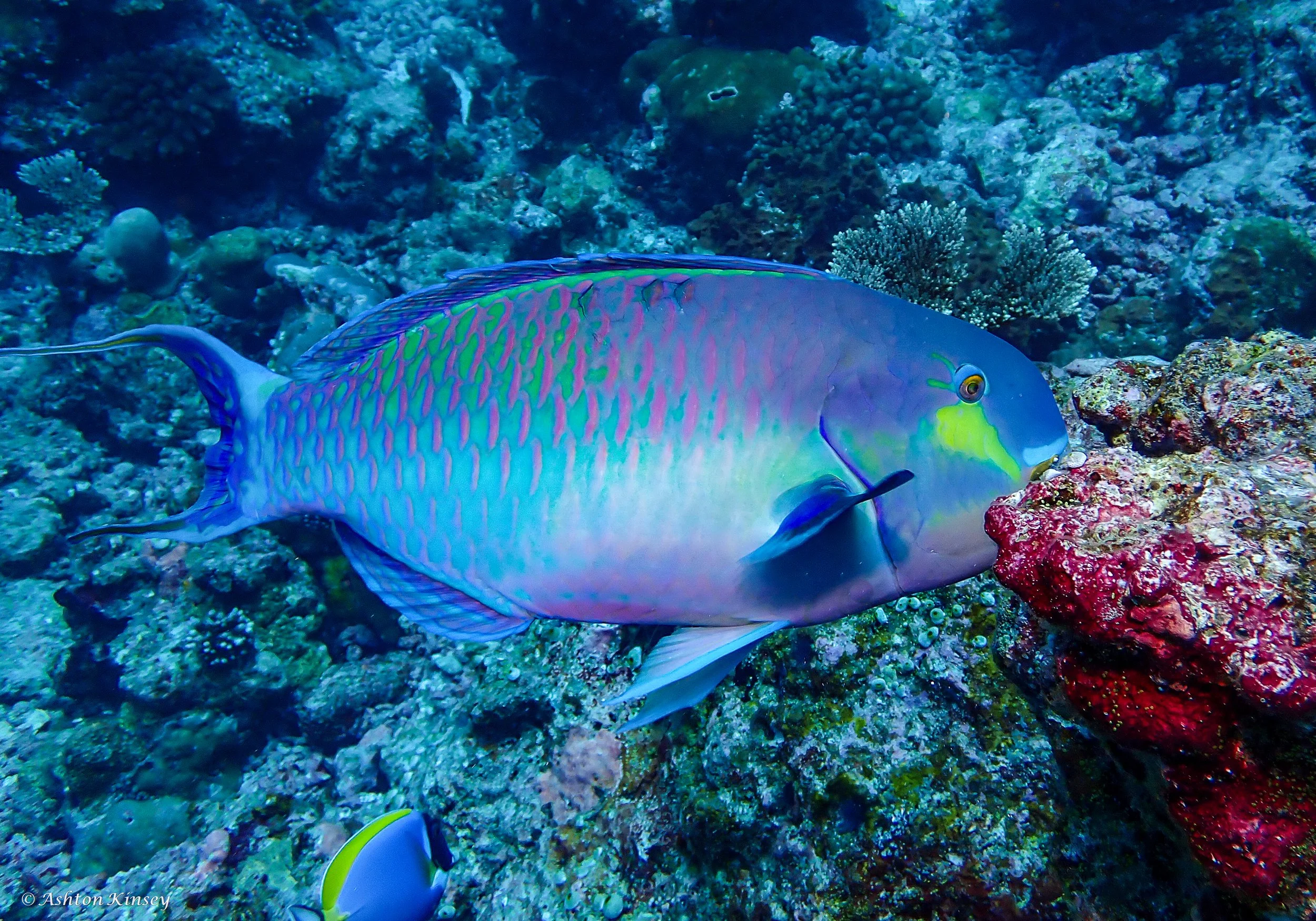 Sun Island Beyru-6.jpg