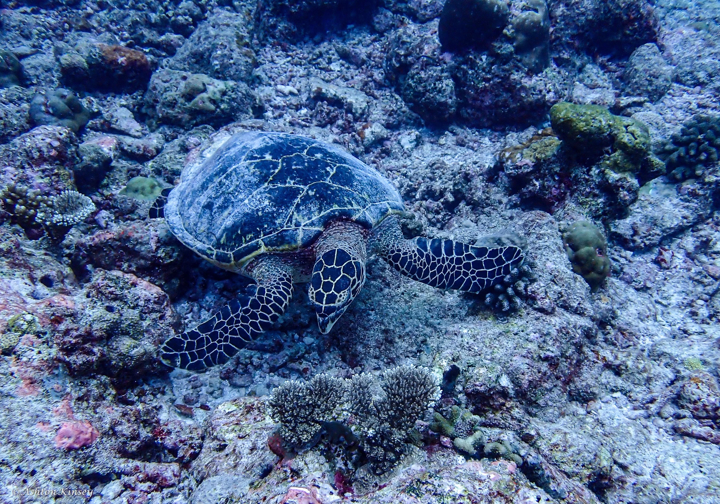 Sun Island Beyru-7.jpg