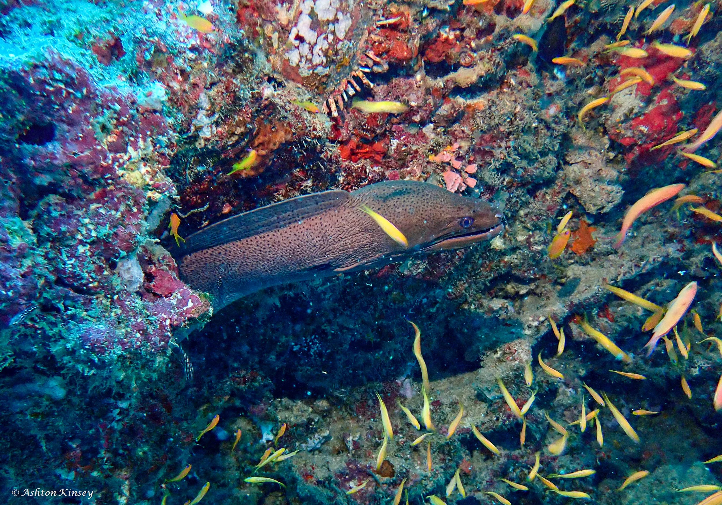 Shark Channel-3.jpg