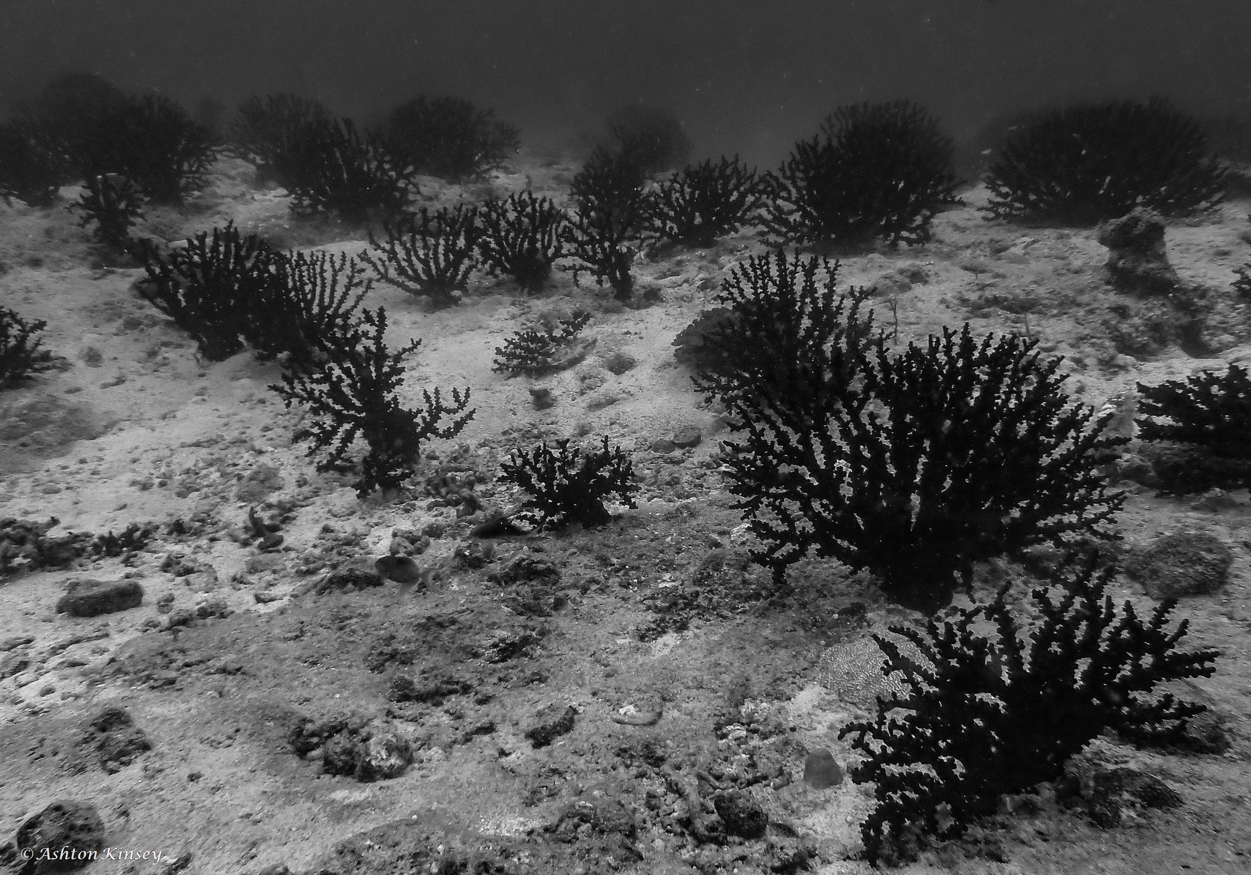 Shark Channel-4.jpg