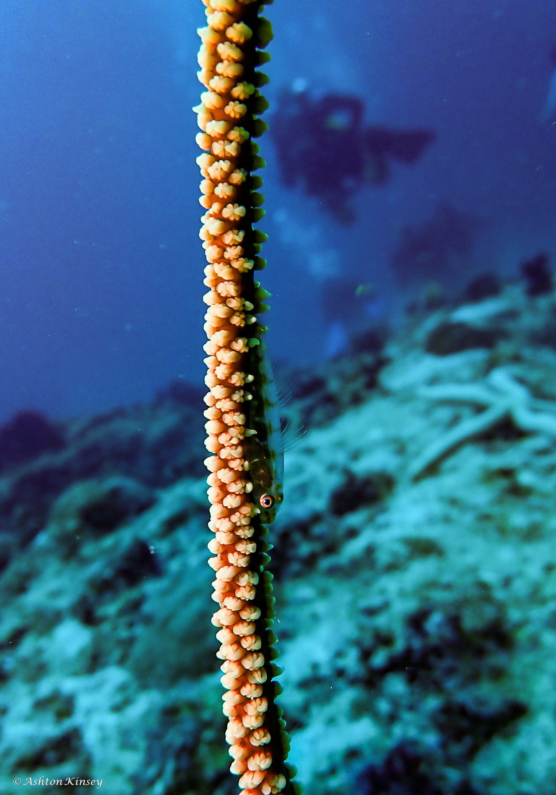 Shark Channel-8.jpg