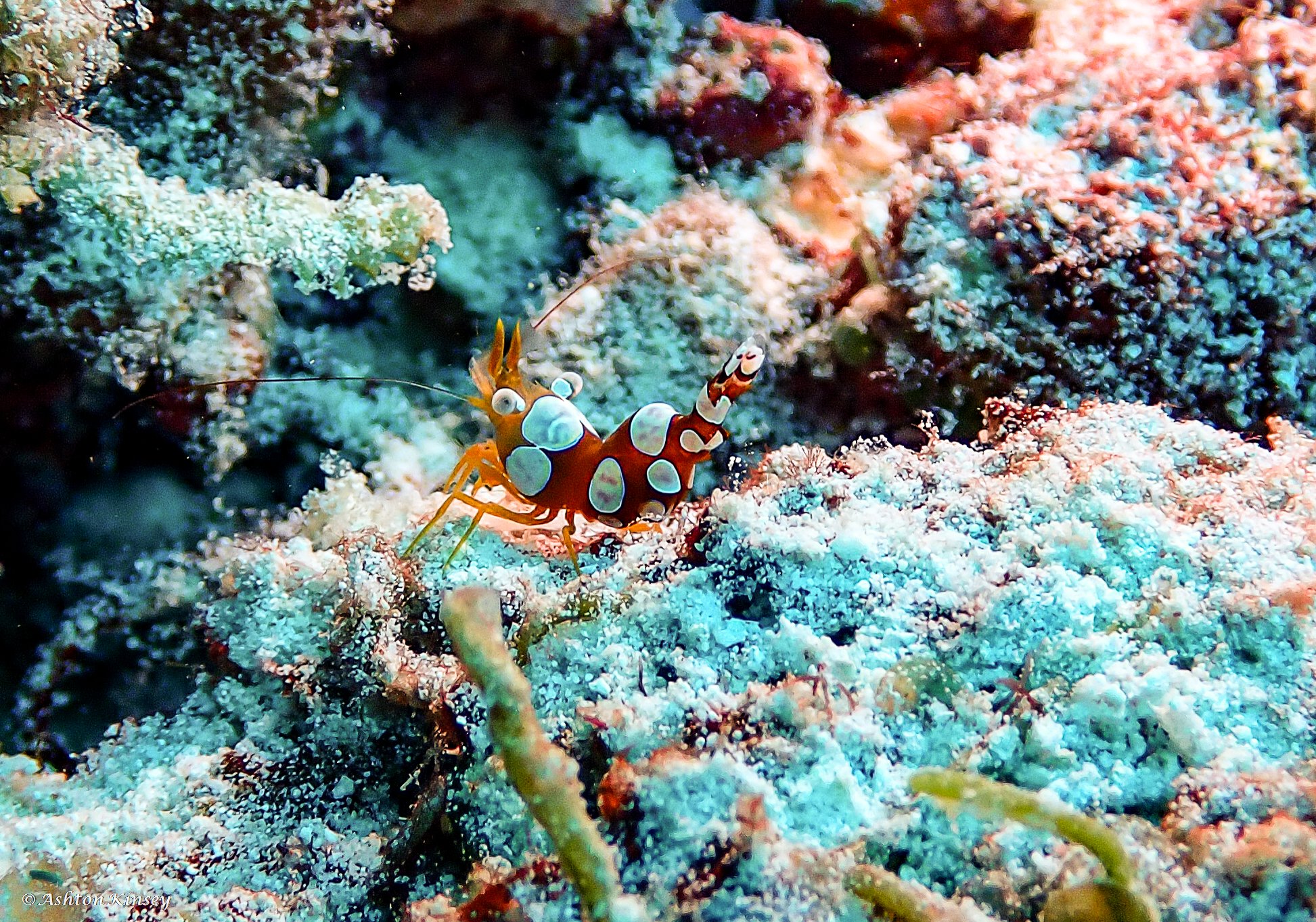 Hathikolhu-2.jpg