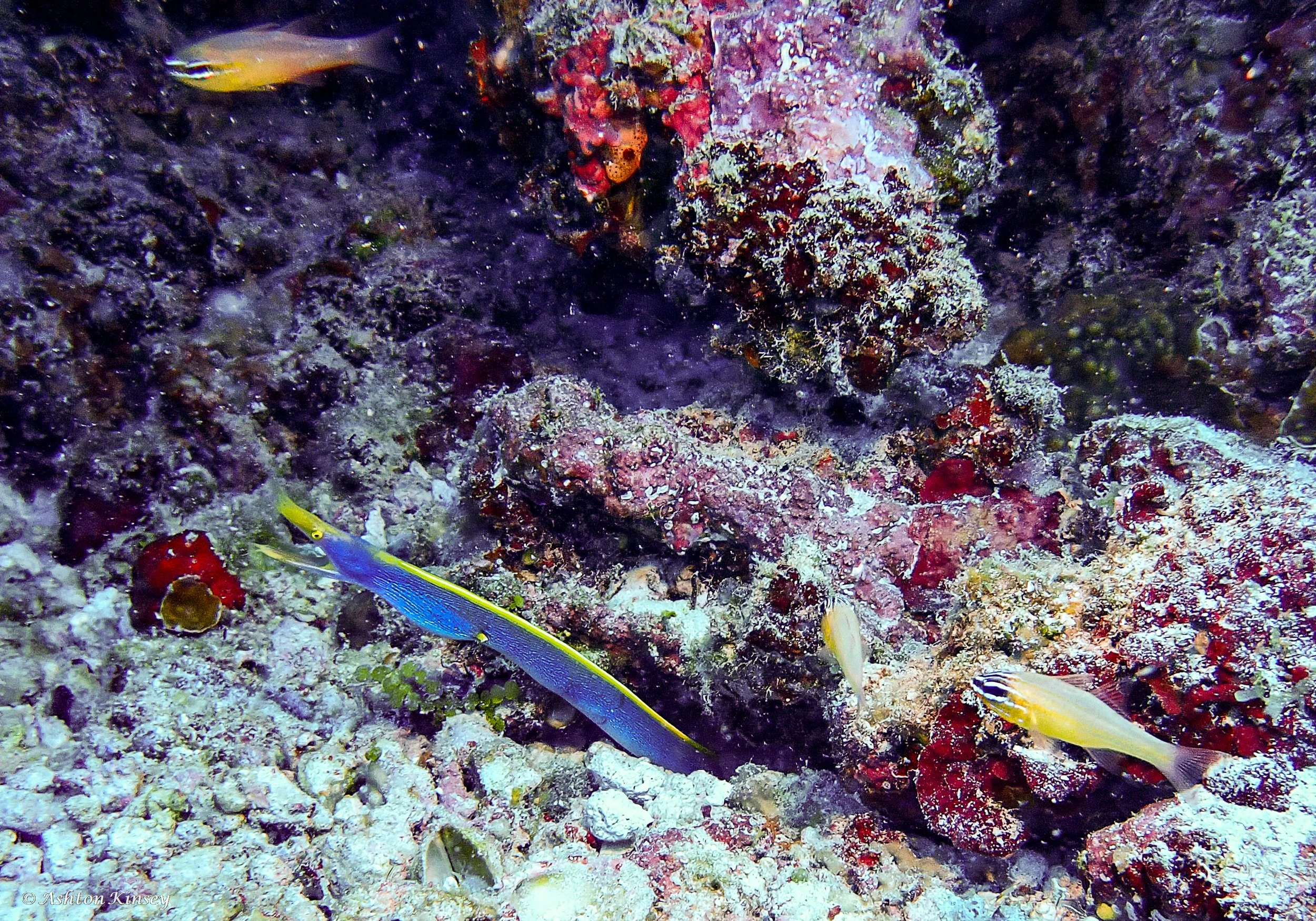 Hathikolhu-3.jpg