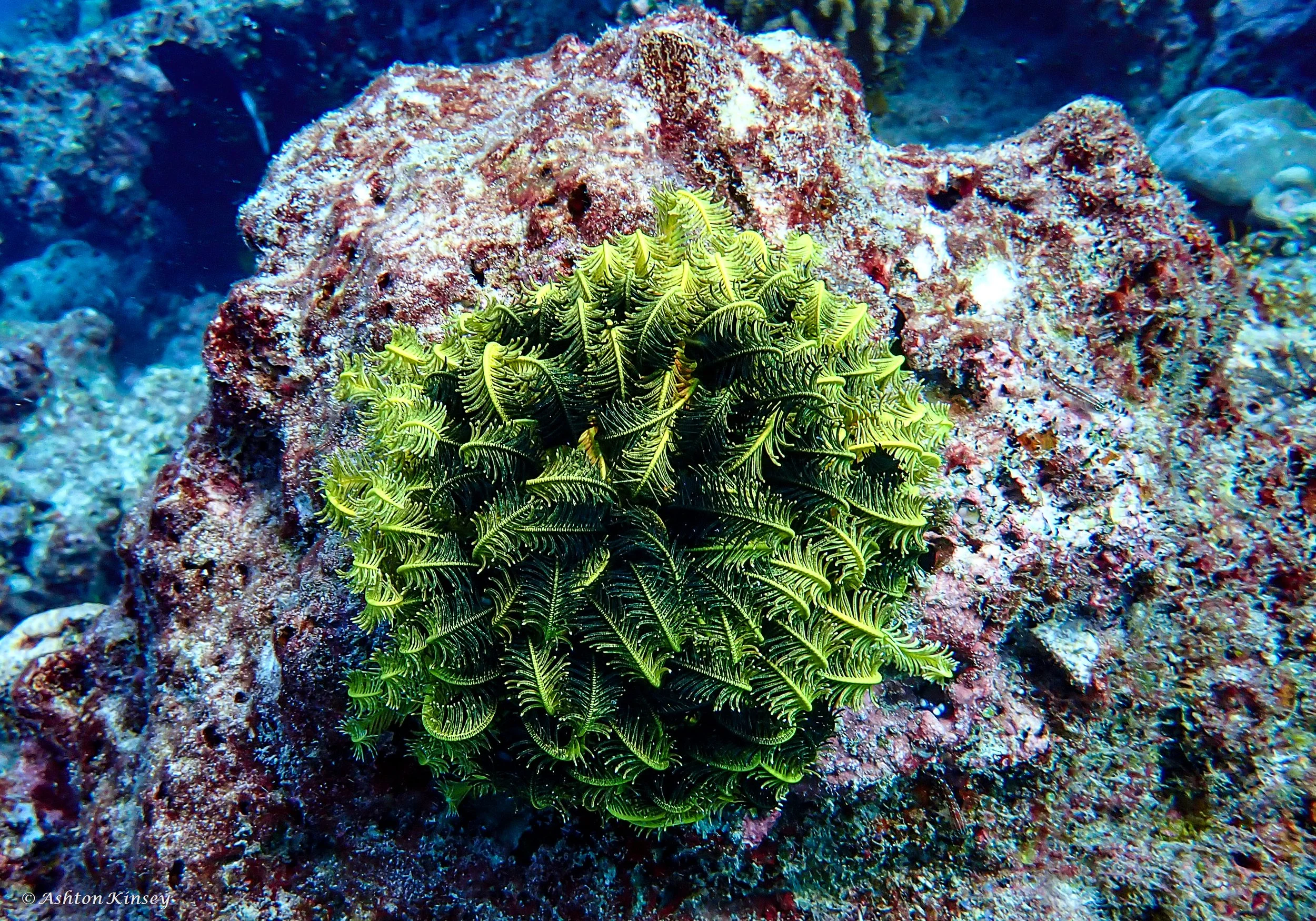 Lhosfushi or Medhu Faru.jpg