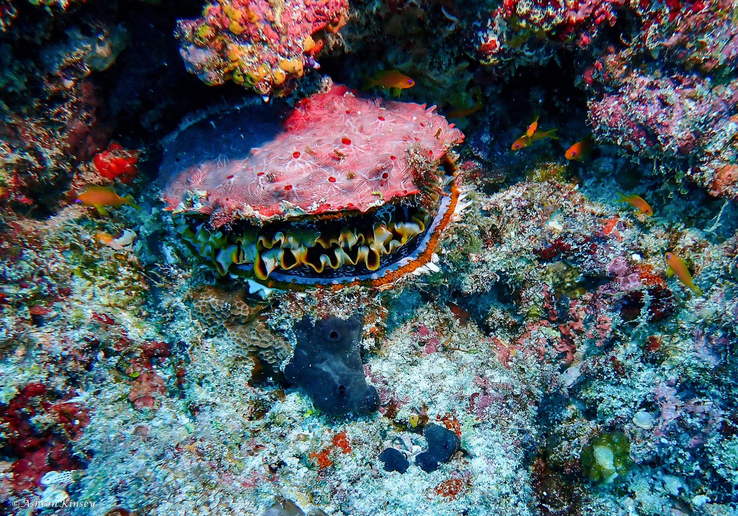 Lhosfushi or Medhu Faru-2.jpg