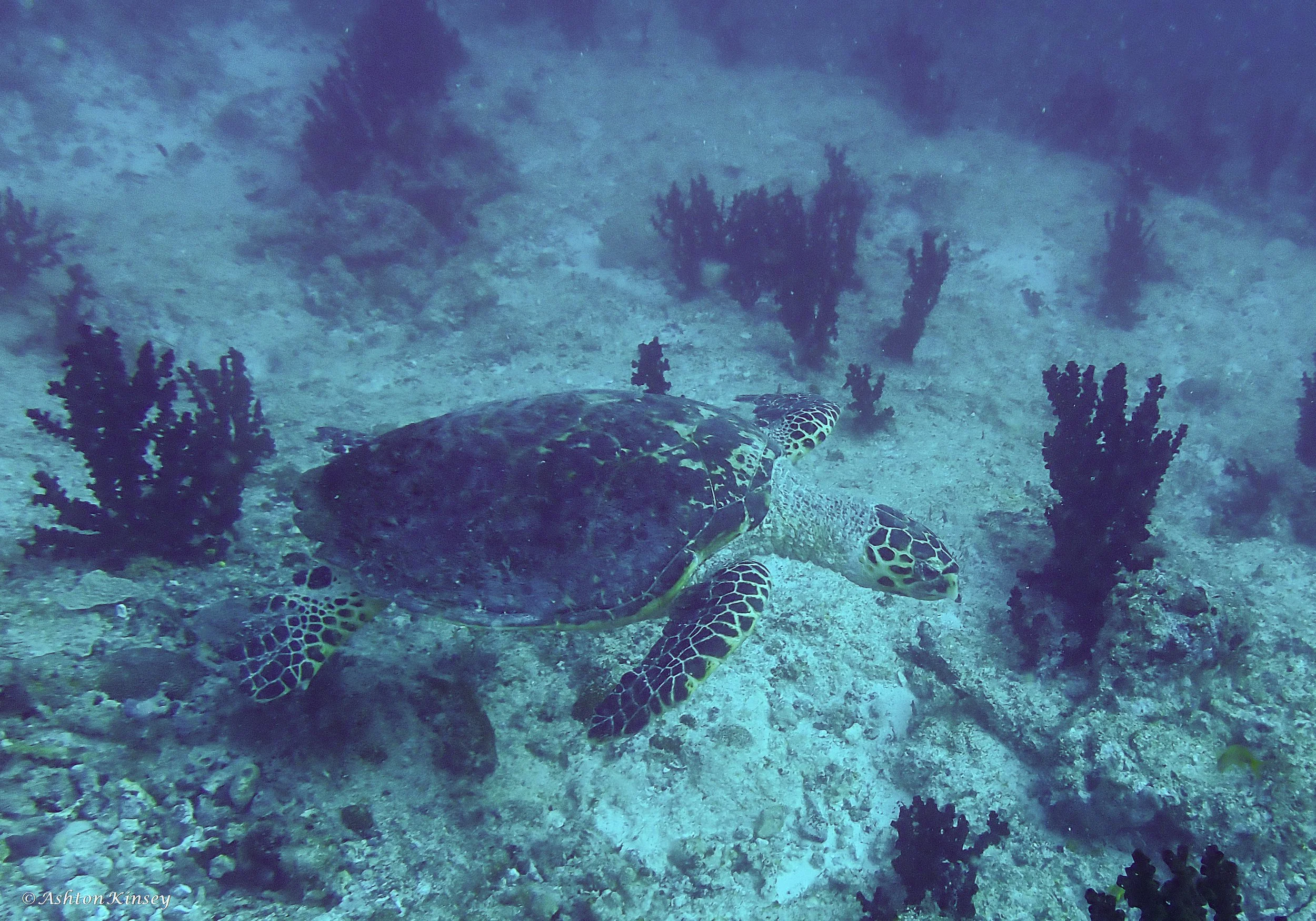 Lhosfushi or Medhu Faru-3.jpg