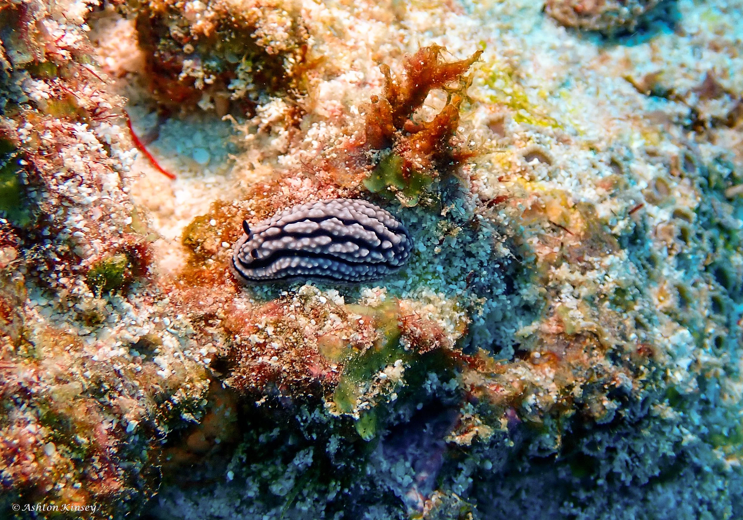 Lhosfushi or Medhu Faru-4.jpg