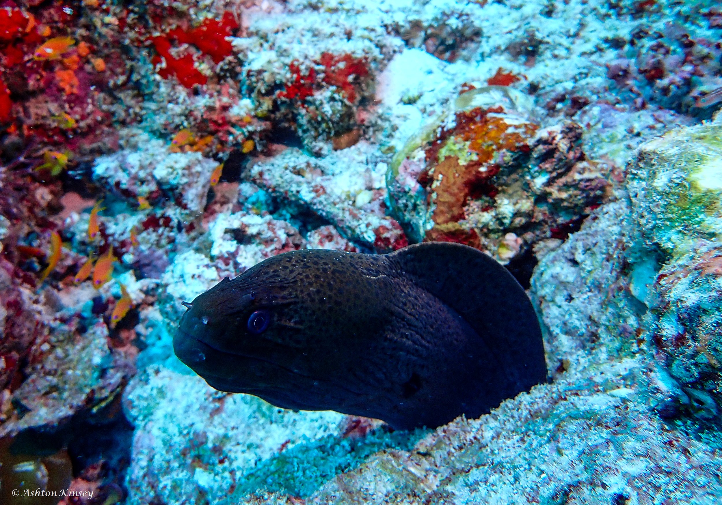 Lhosfushi or Medhu Faru-5.jpg