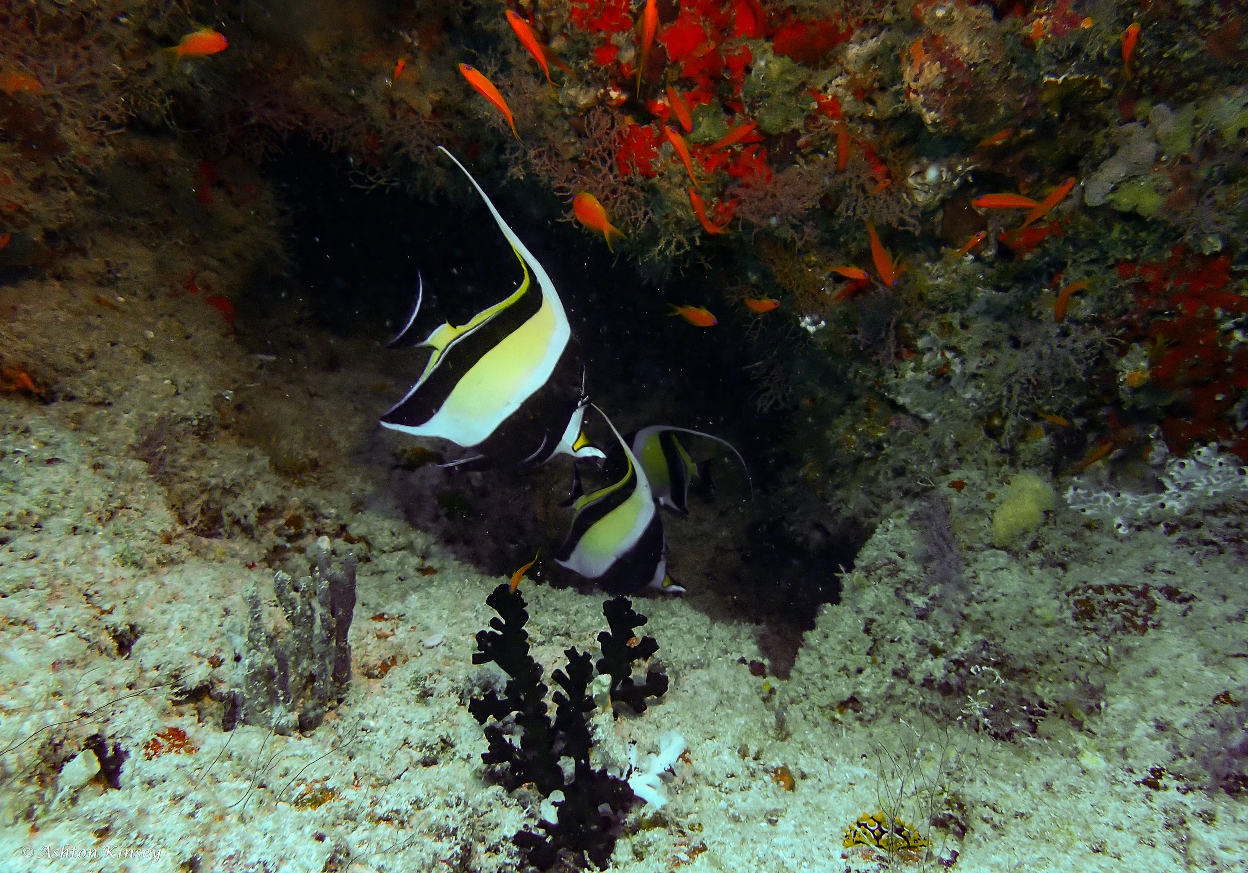 Lhosfushi or Medhu Faru-6.jpg