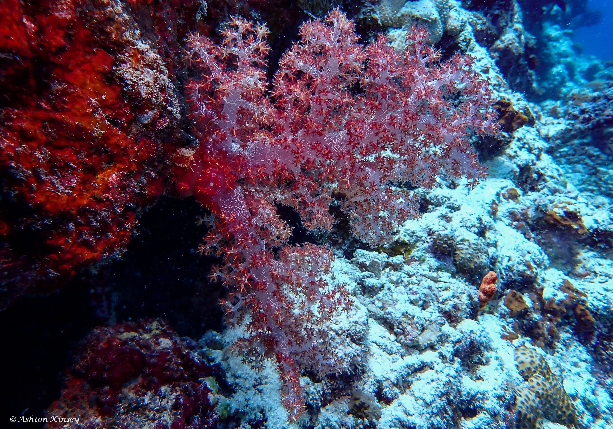 Kuda Giri Wreck.jpg