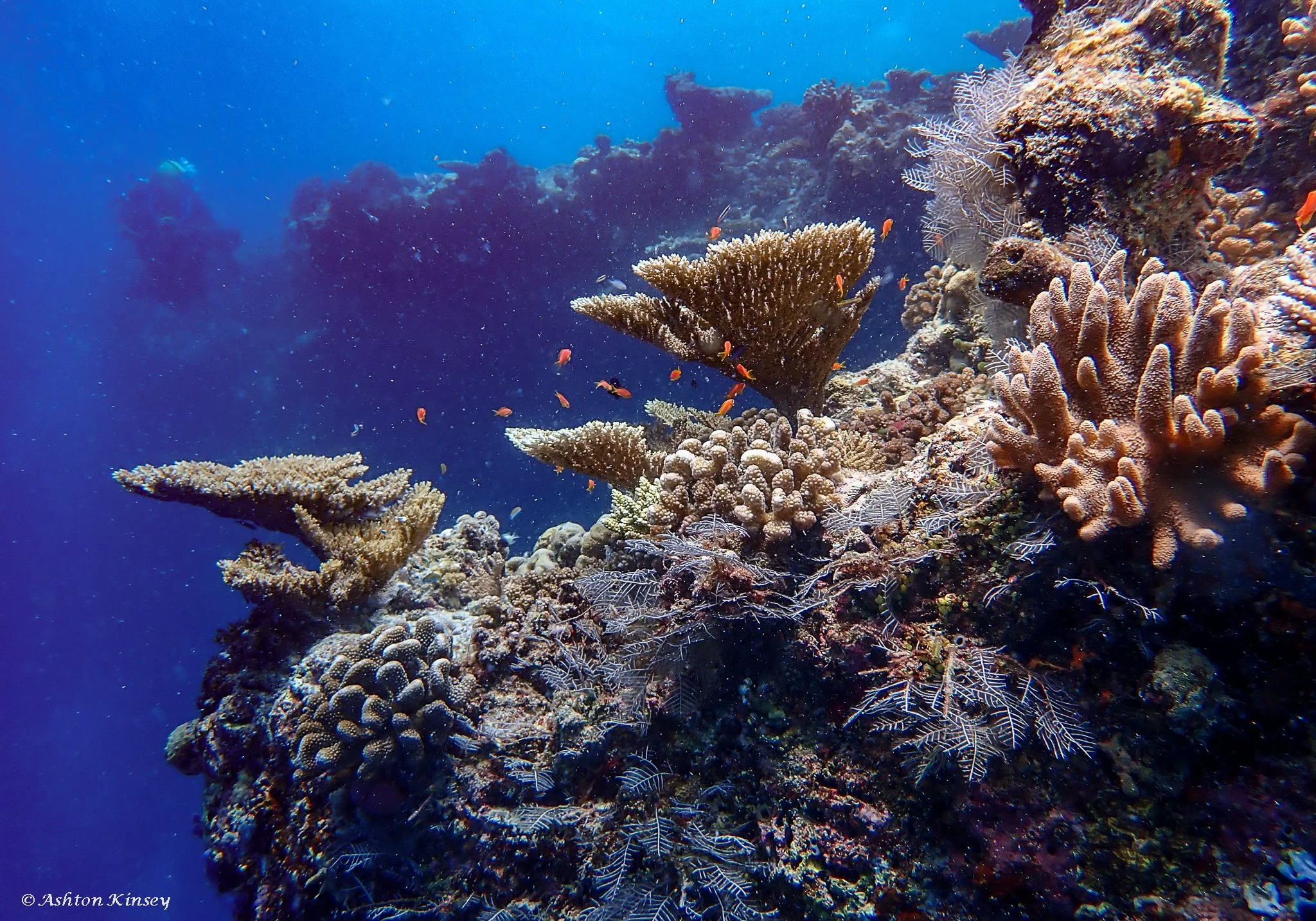Kuda Giri Wreck-1.jpg