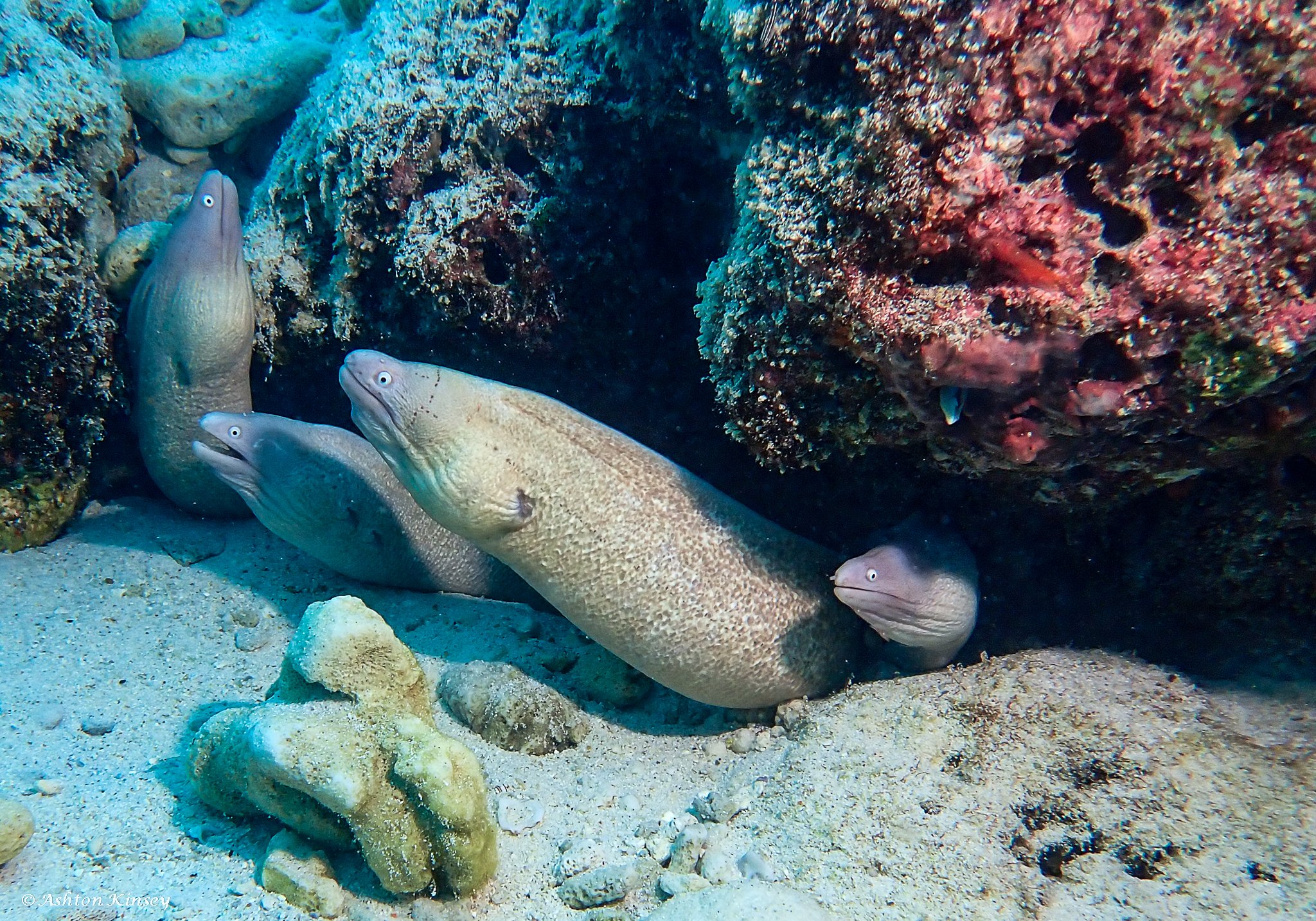 Fish Tank-1.jpg