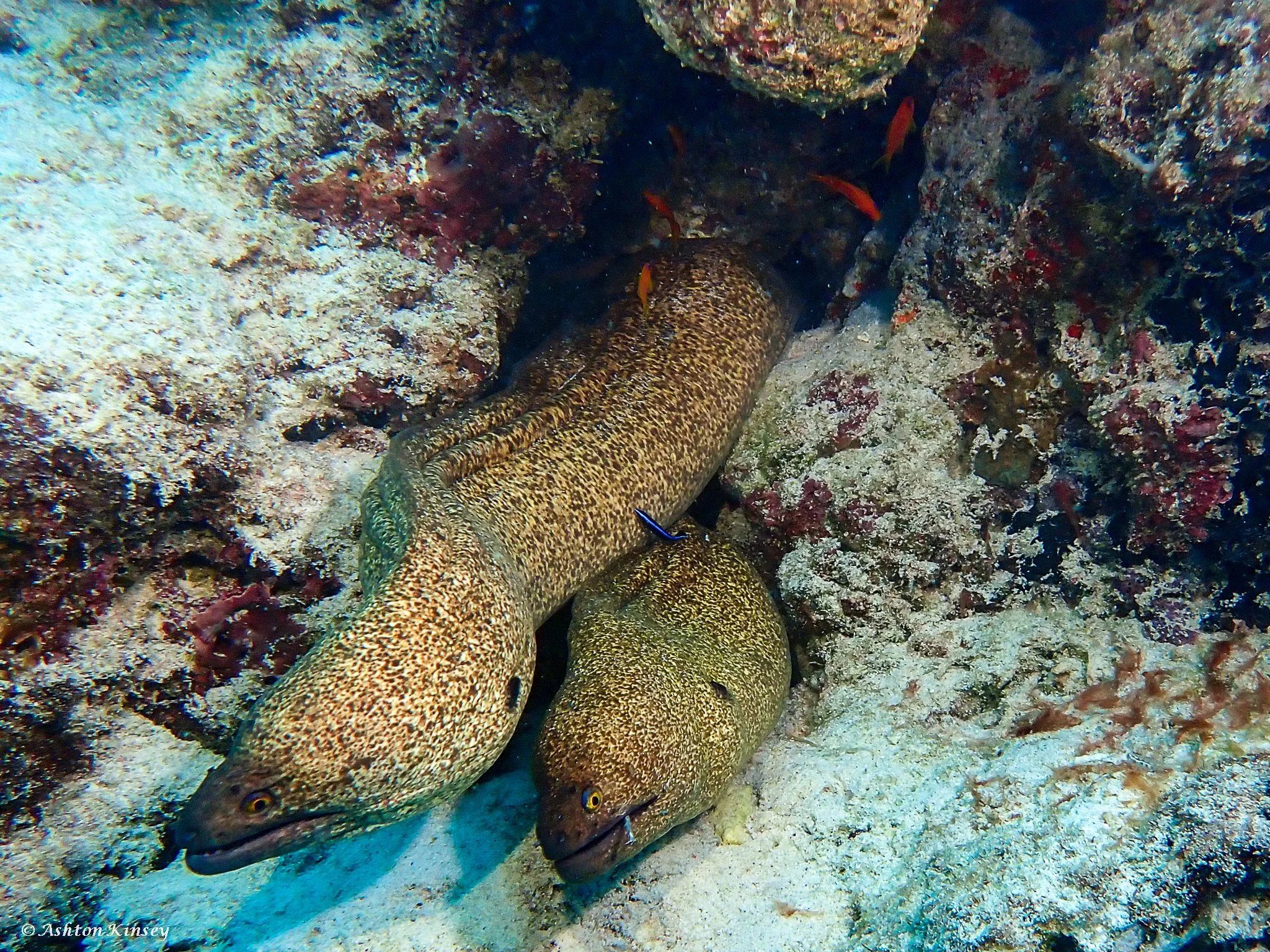 Fish Tank.jpg