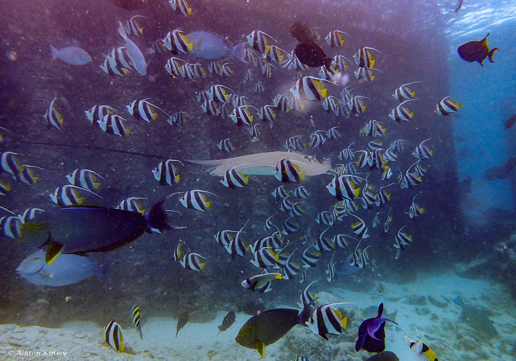 Fish Tank-2.jpg