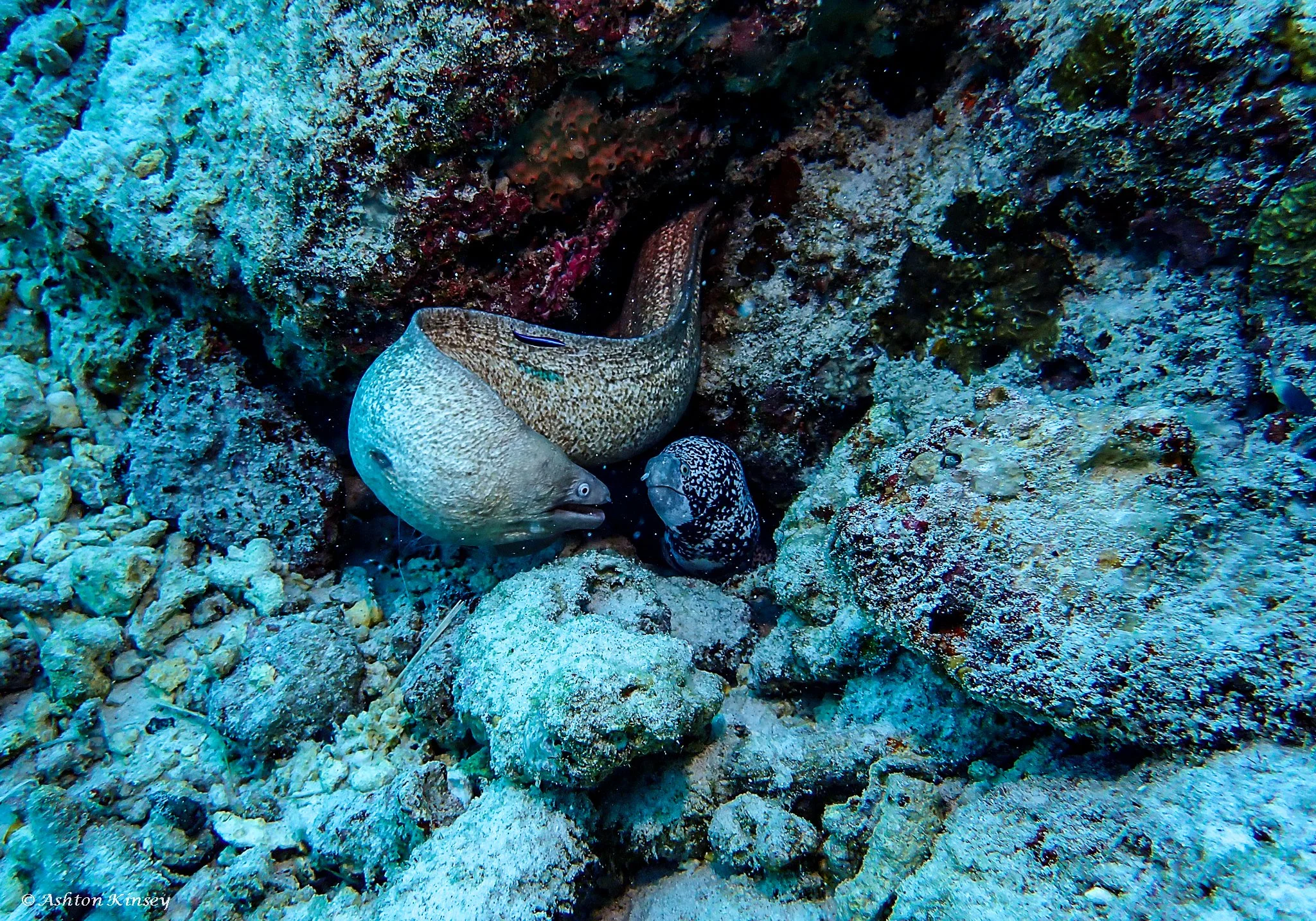 Fish Tank-4.jpg