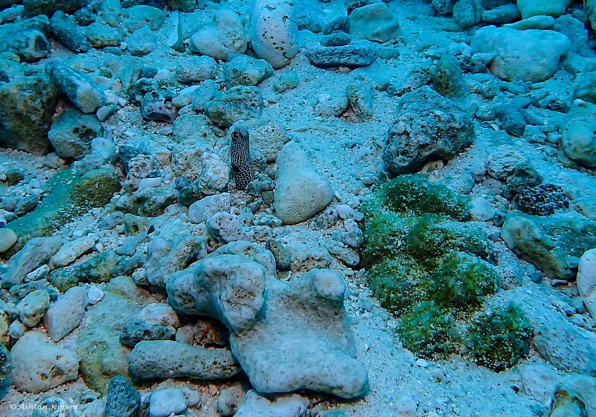 Fish Tank-6.jpg