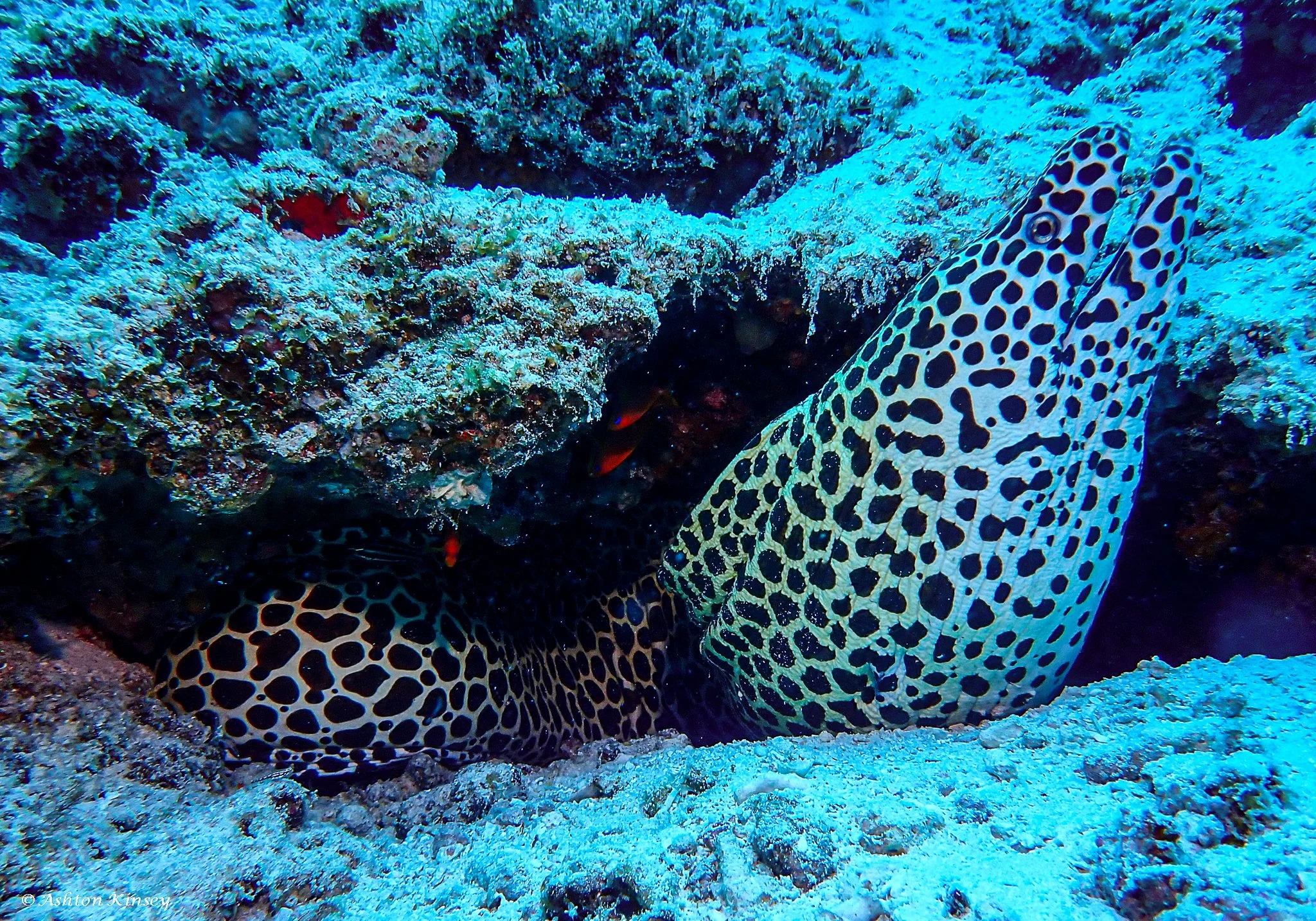 Fish Tank-7.jpg