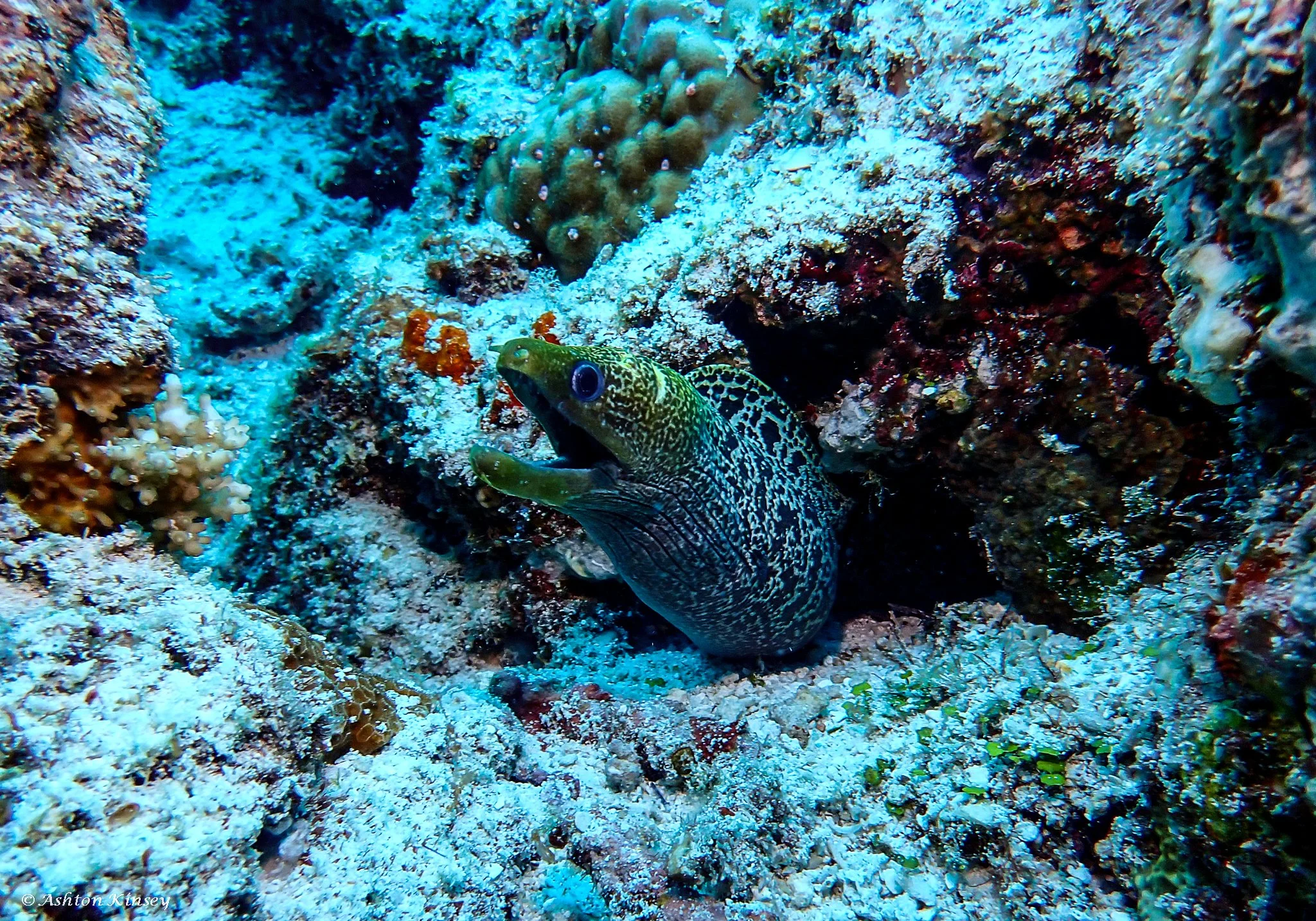 Fish Tank-8.jpg