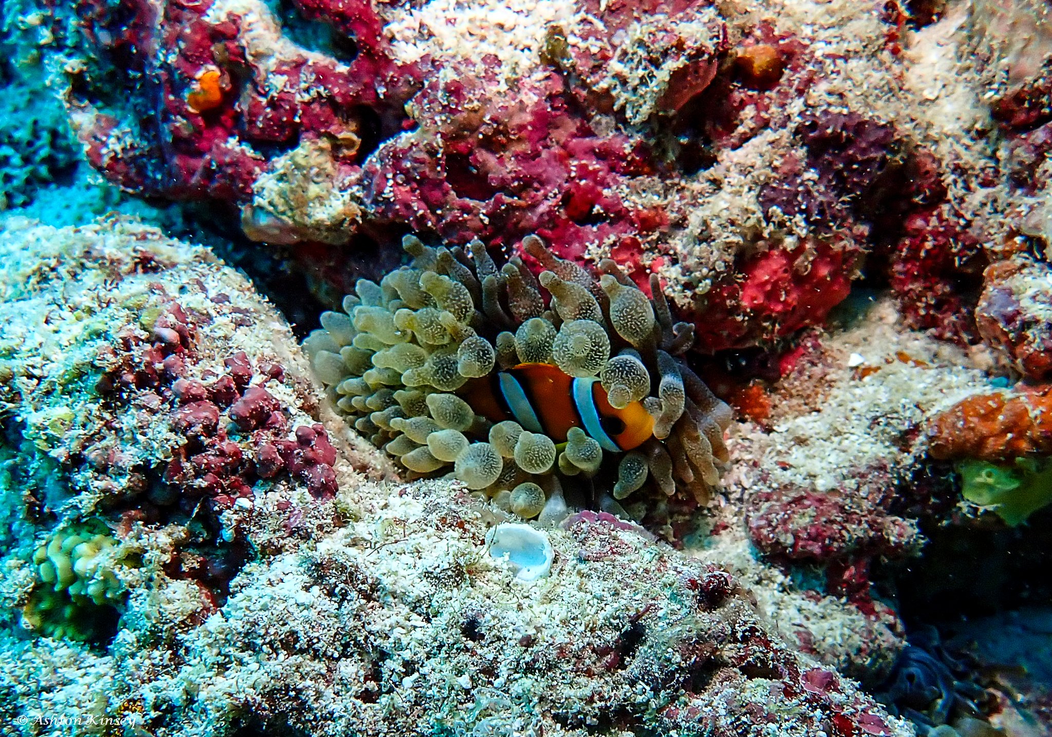Fish Tank-10.jpg