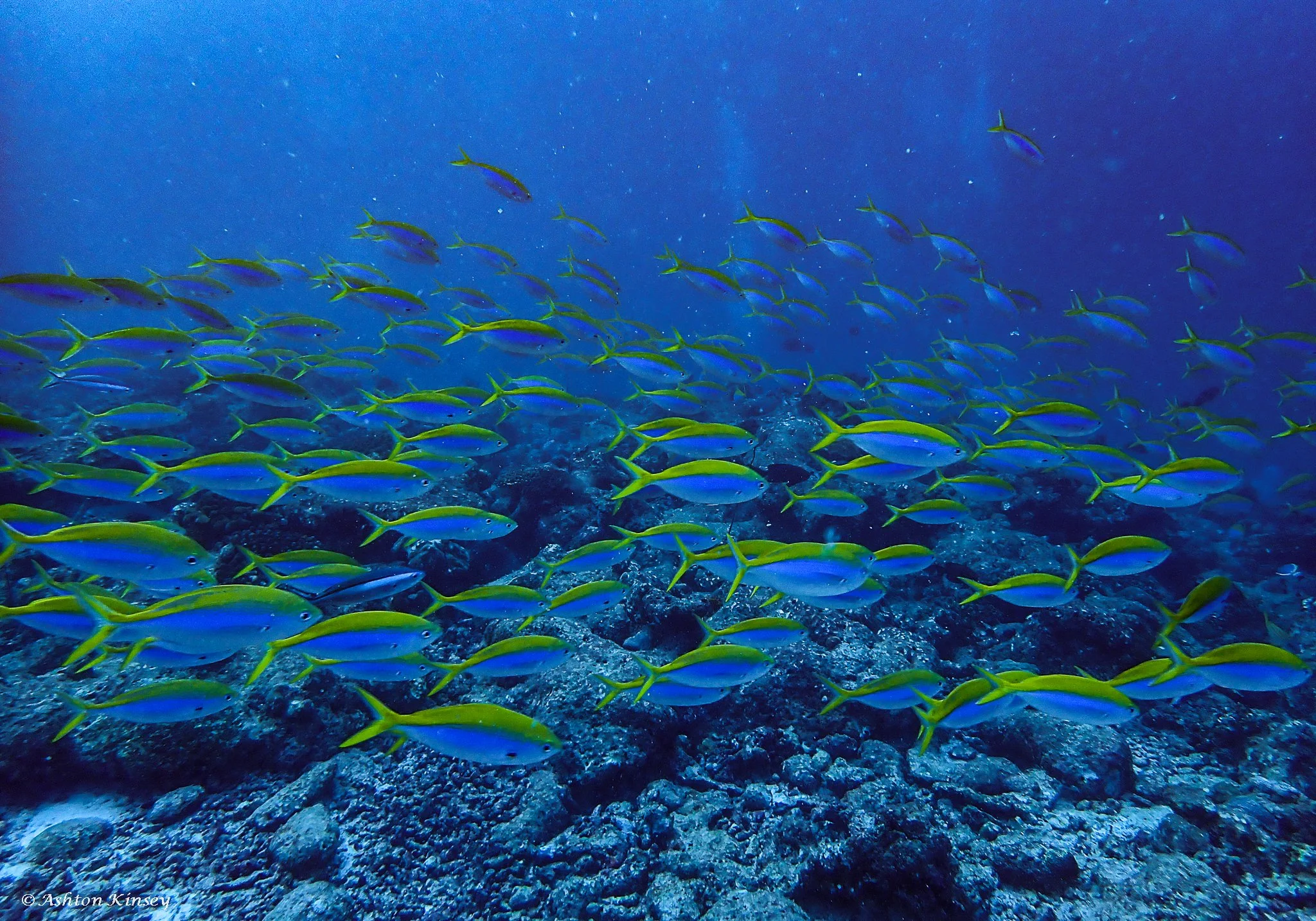 Lankan Manta Point-3.jpg