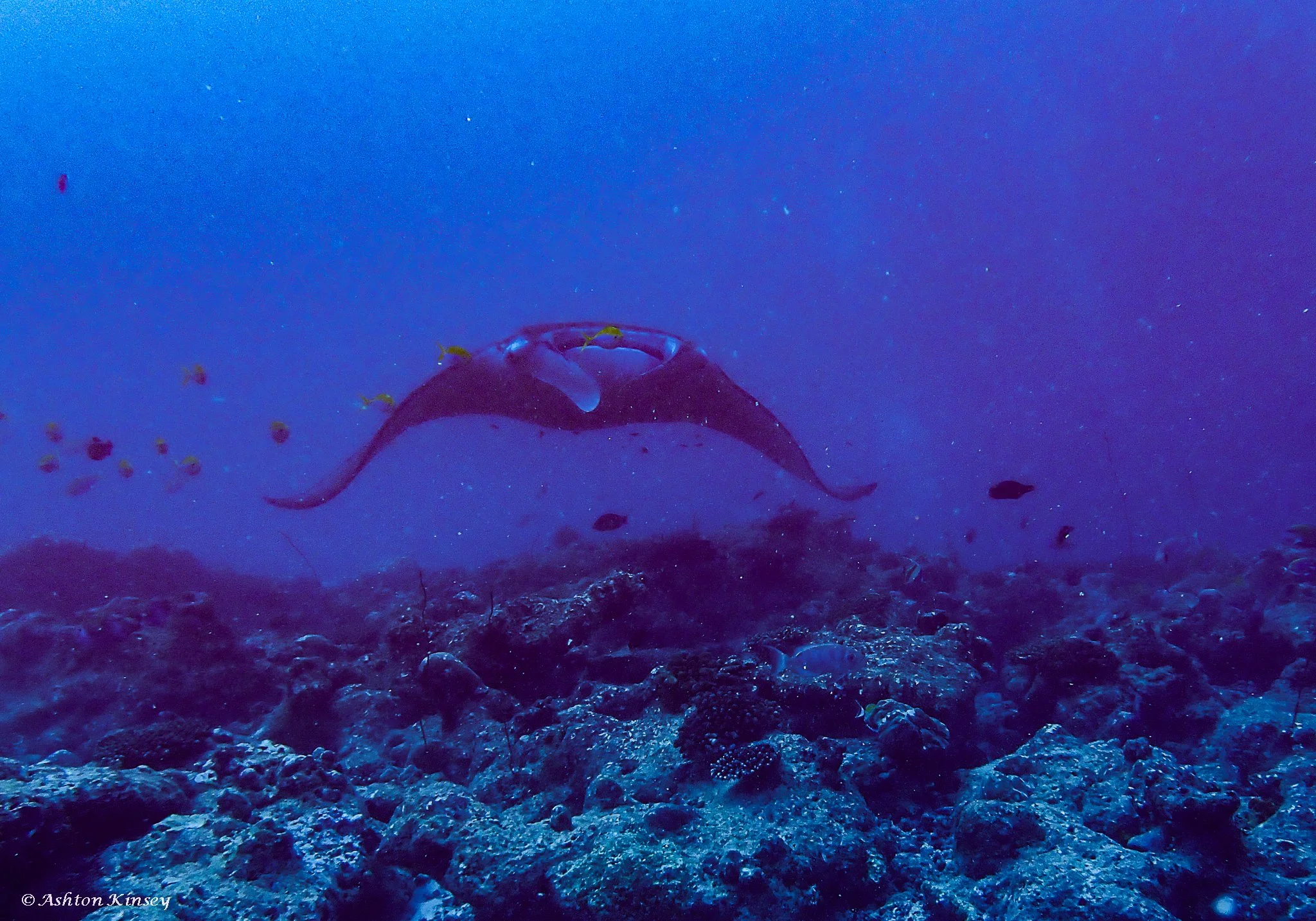 Lankan Manta Point-4.jpg