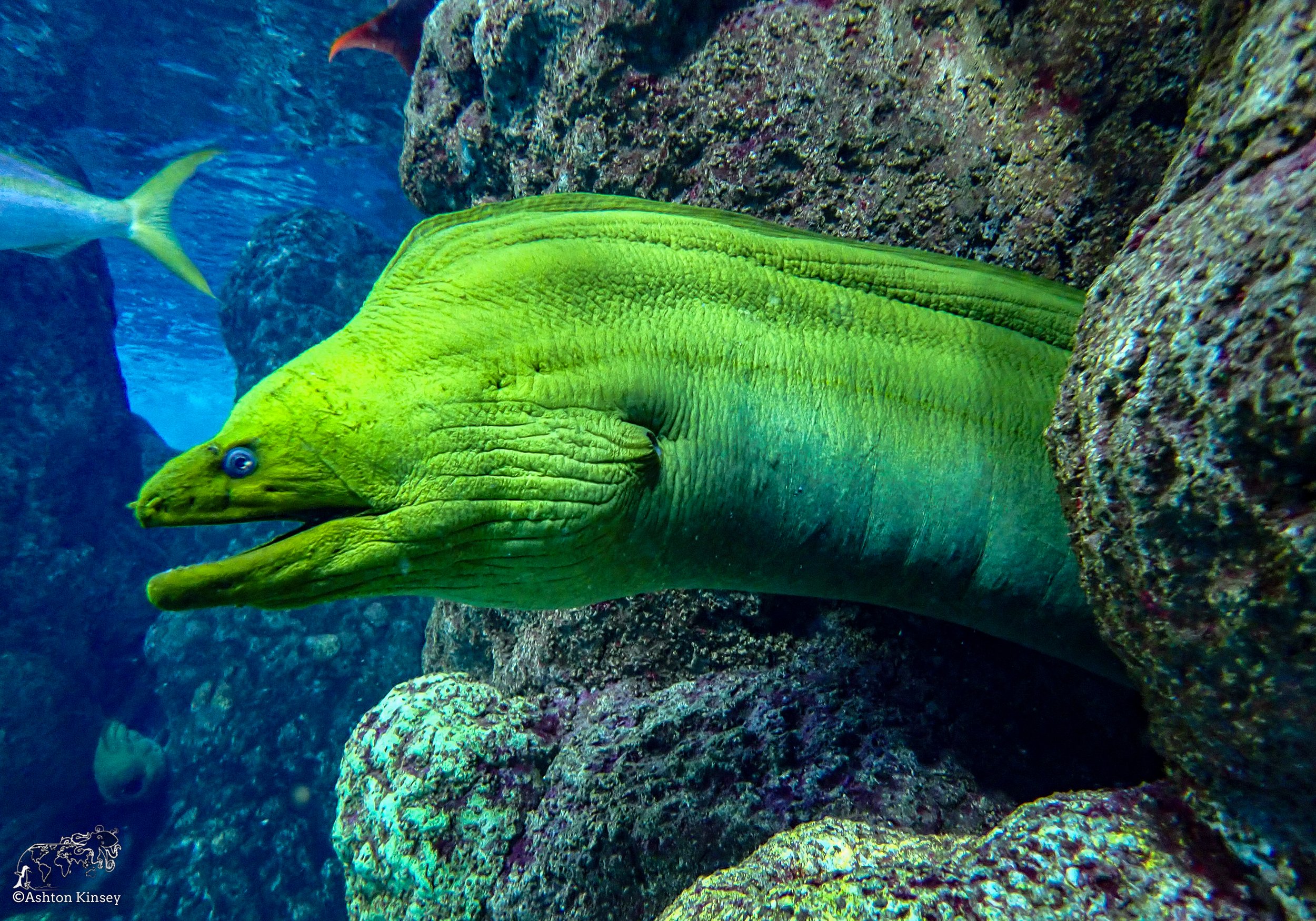 Colorado: Dive with the Fishes