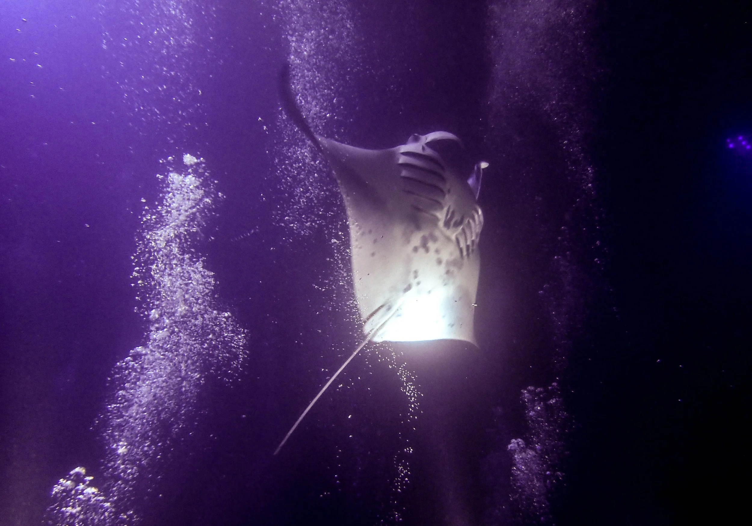 10.28 Manta Ray Dive.jpg