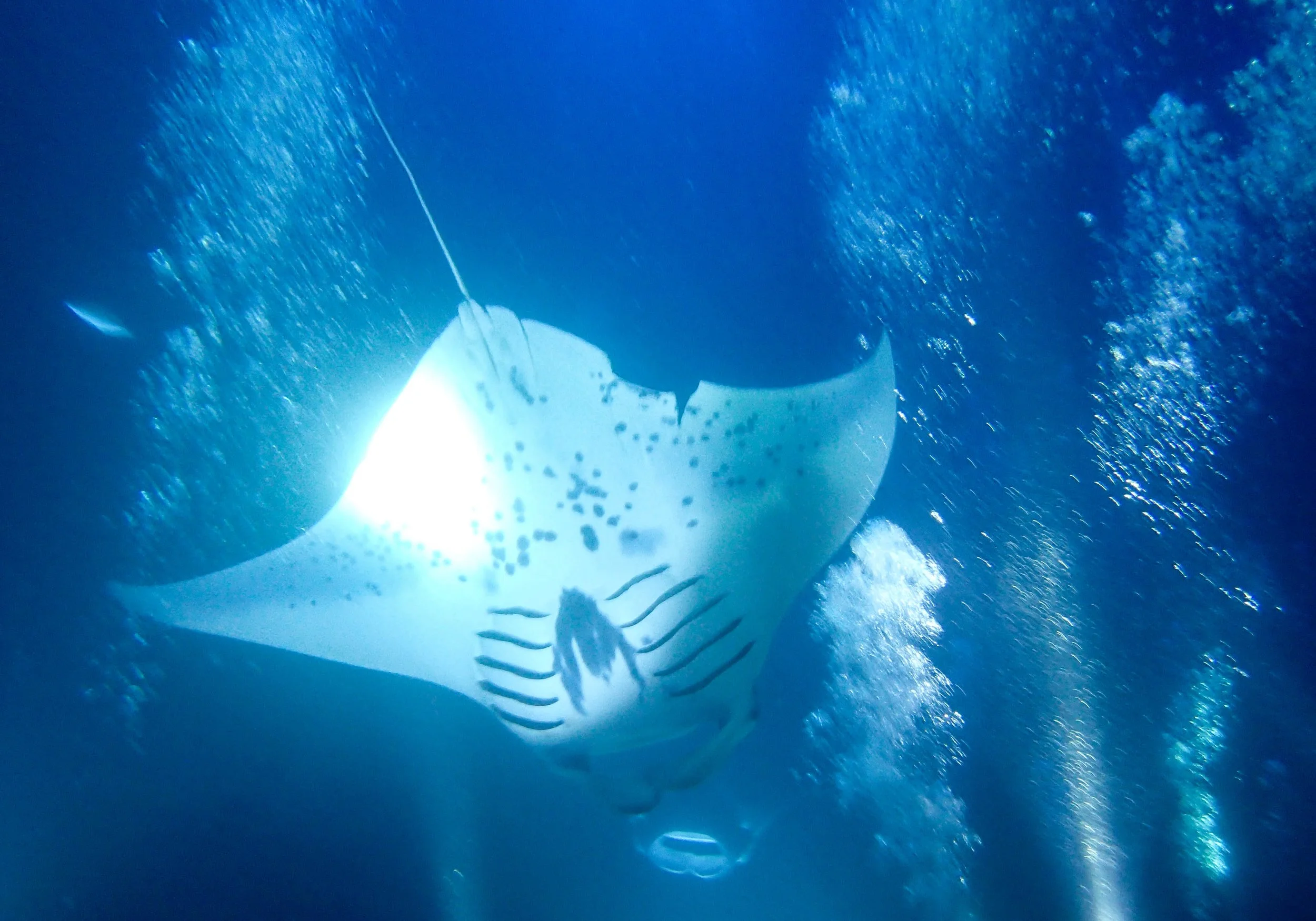 10.28 Manta Ray Dive-2.jpg