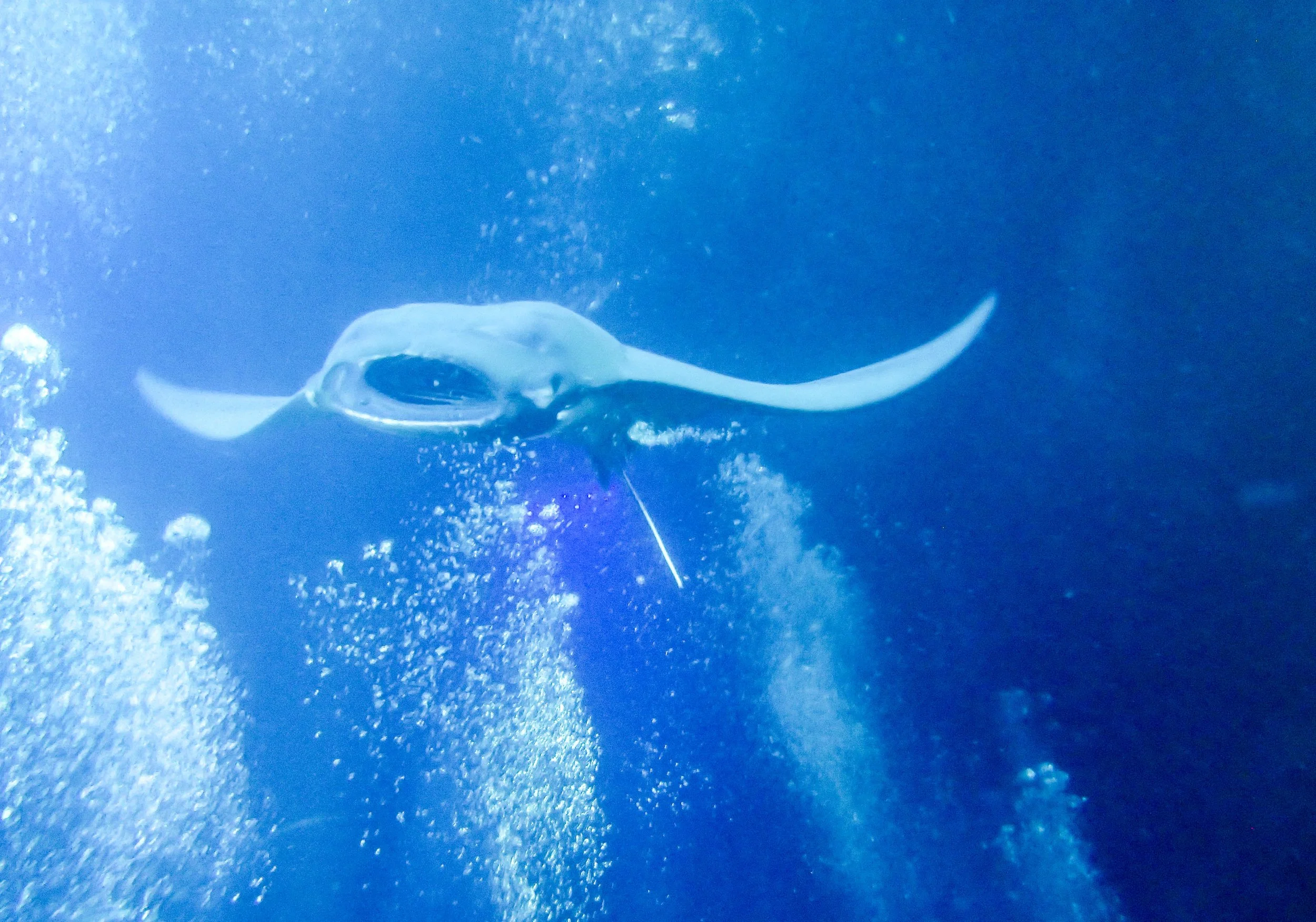 10.28 Manta Ray Dive-3.jpg
