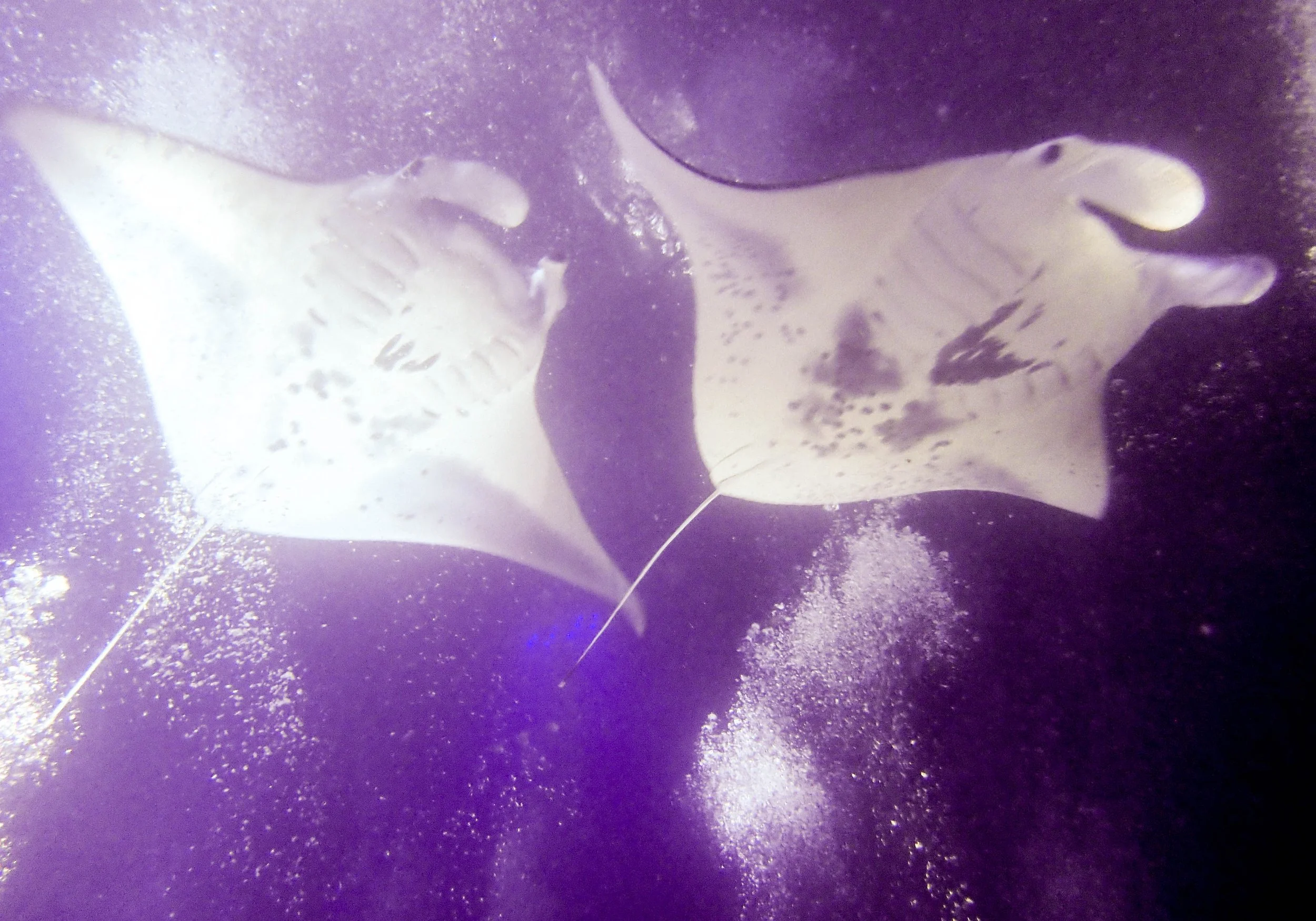 10.28 Manta Ray Dive-4.jpg