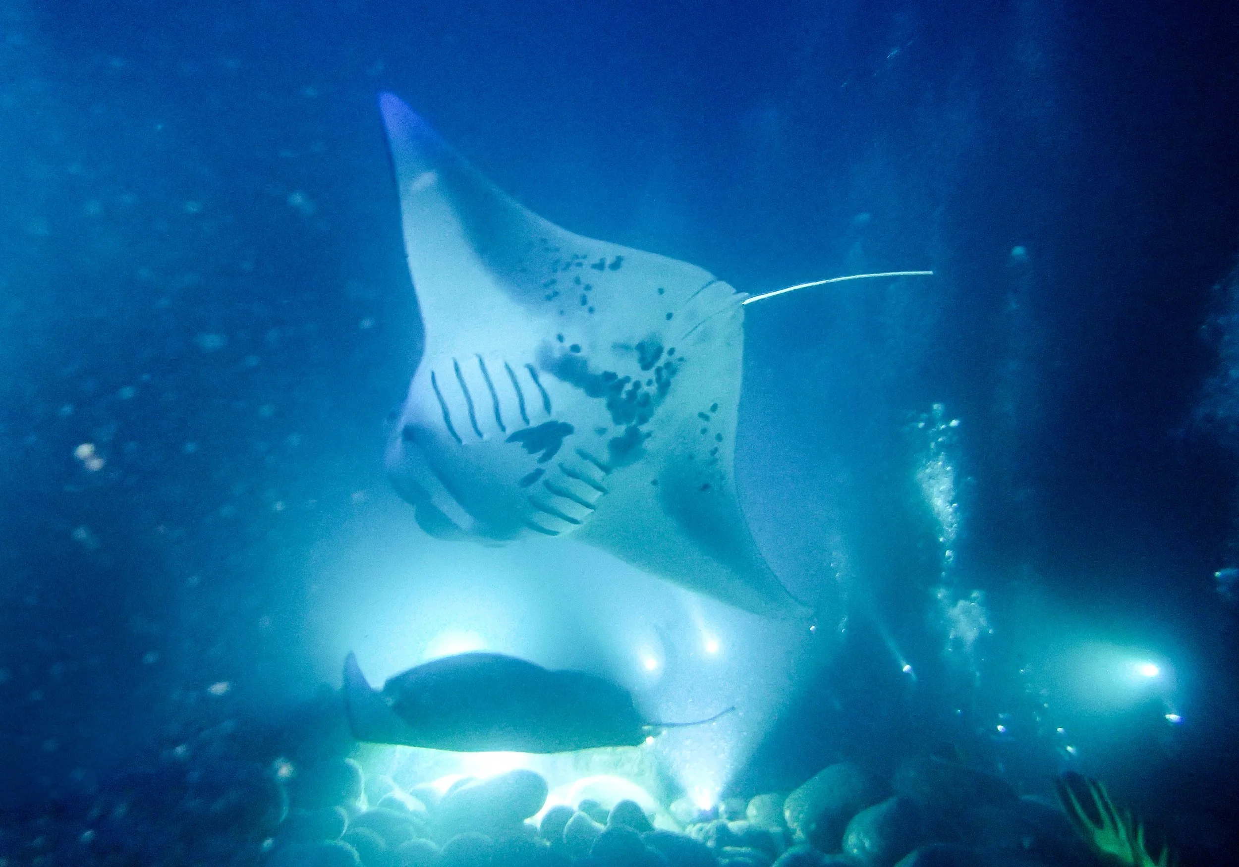 10.28 Manta Ray Dive-5.jpg