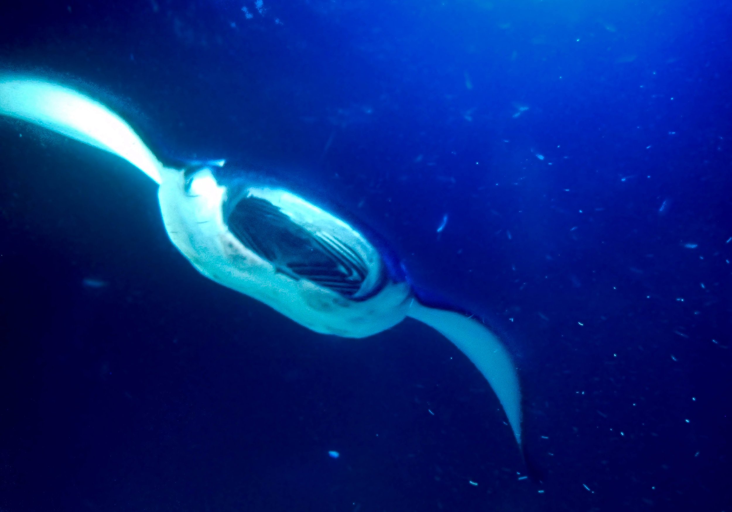 10.28 Manta Ray Dive-6.jpg