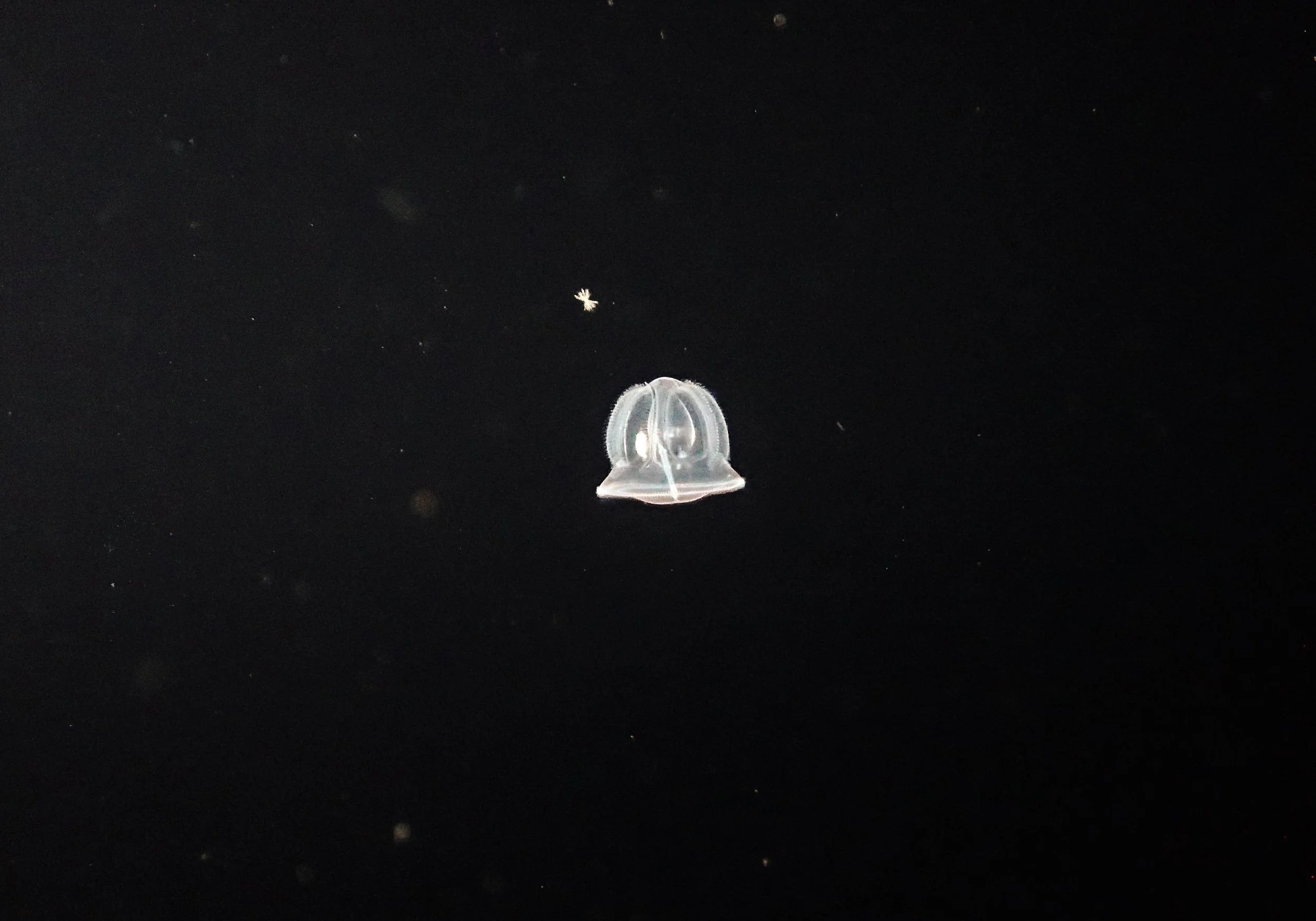10.28 Blackwater dive.jpg
