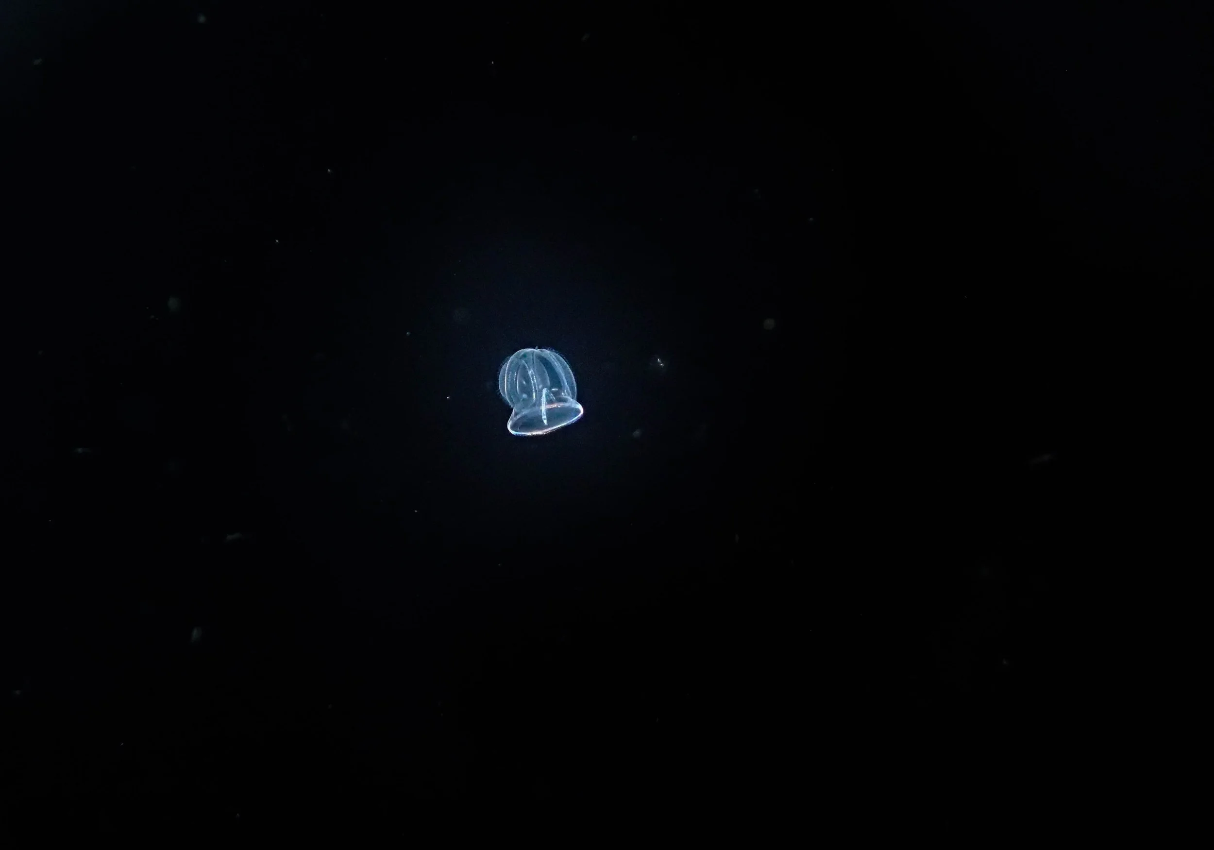 10.28 Blackwater dive-6.jpg