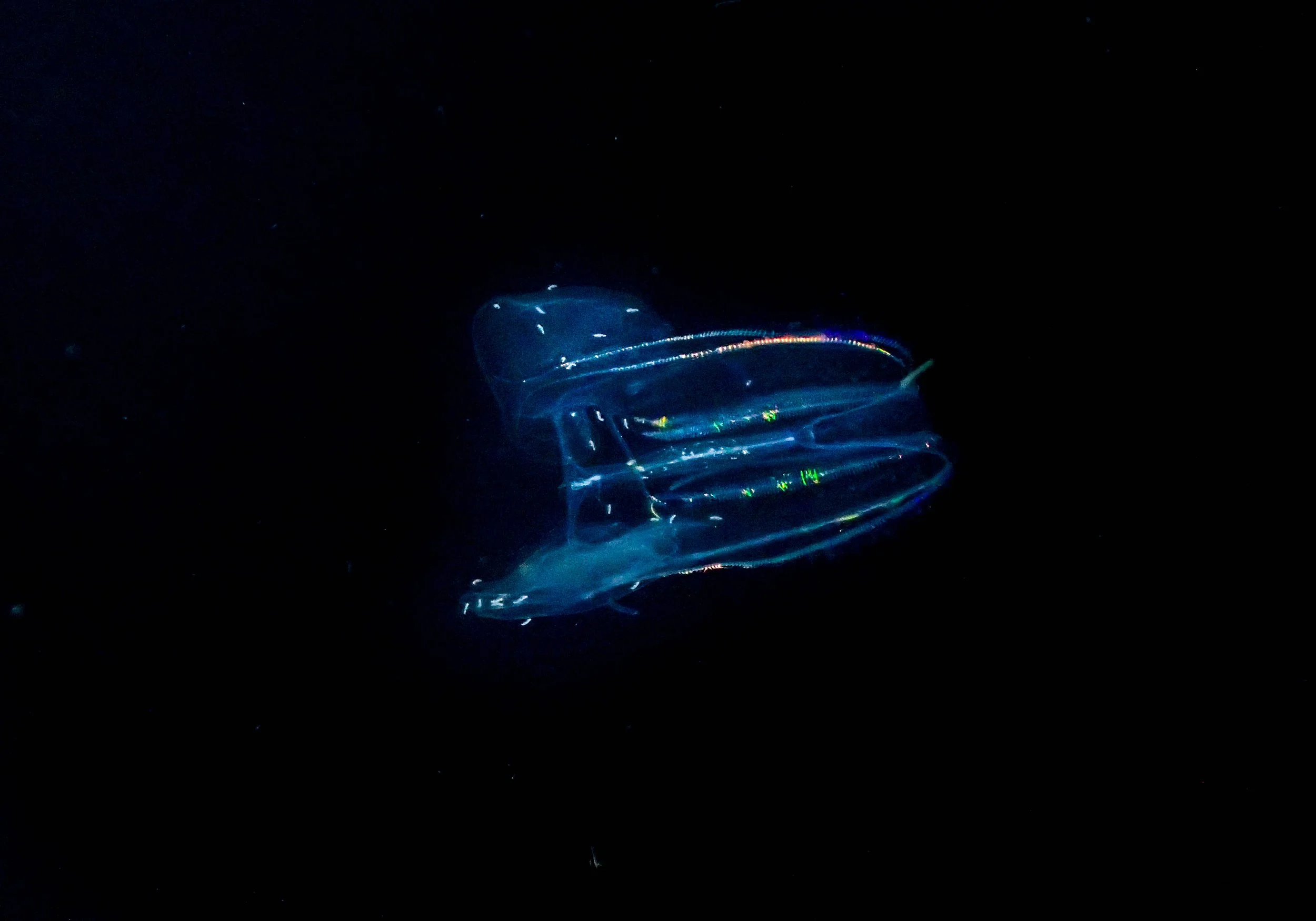 10.28 Blackwater dive-7.jpg
