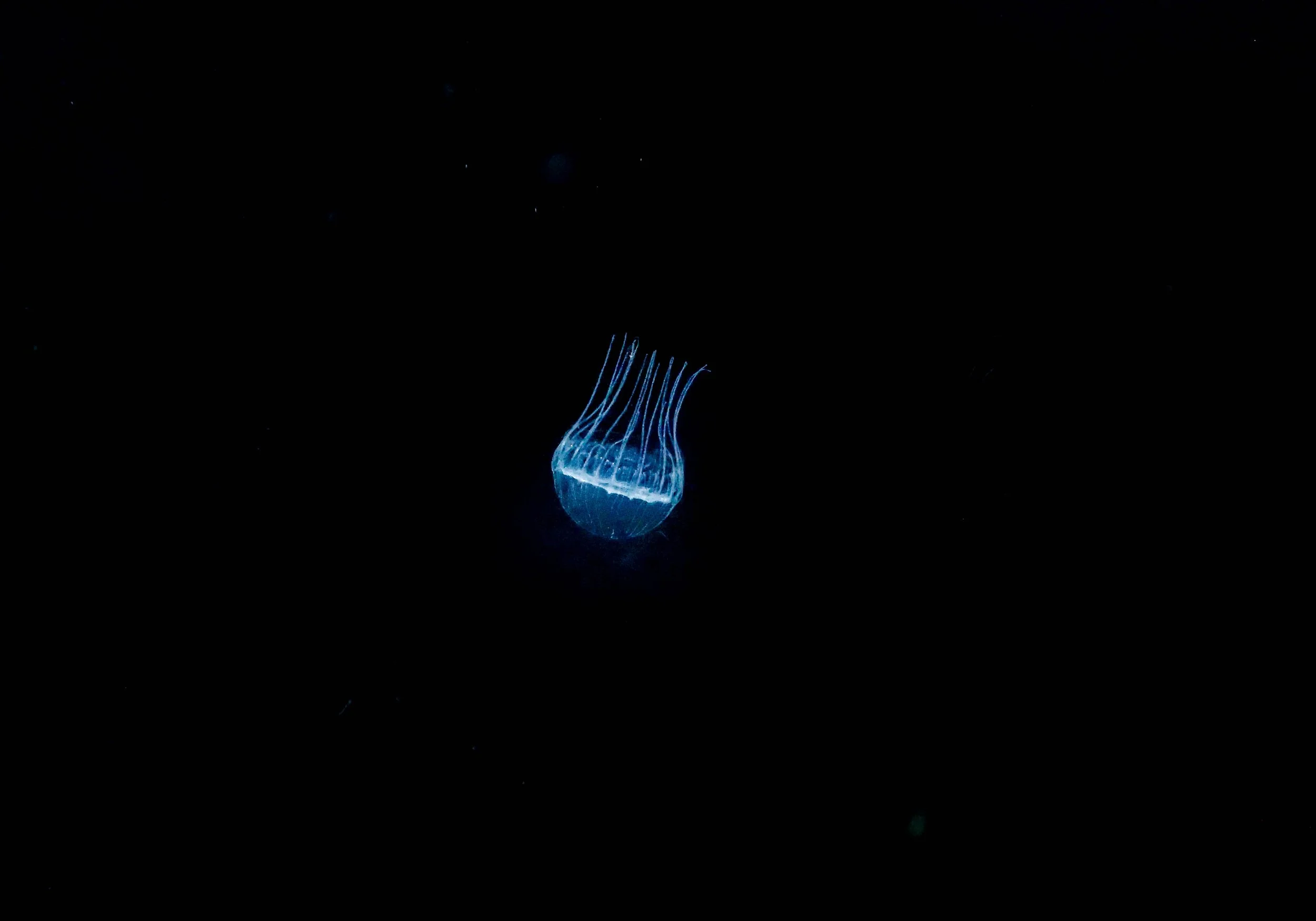 10.28 Blackwater dive-8.jpg