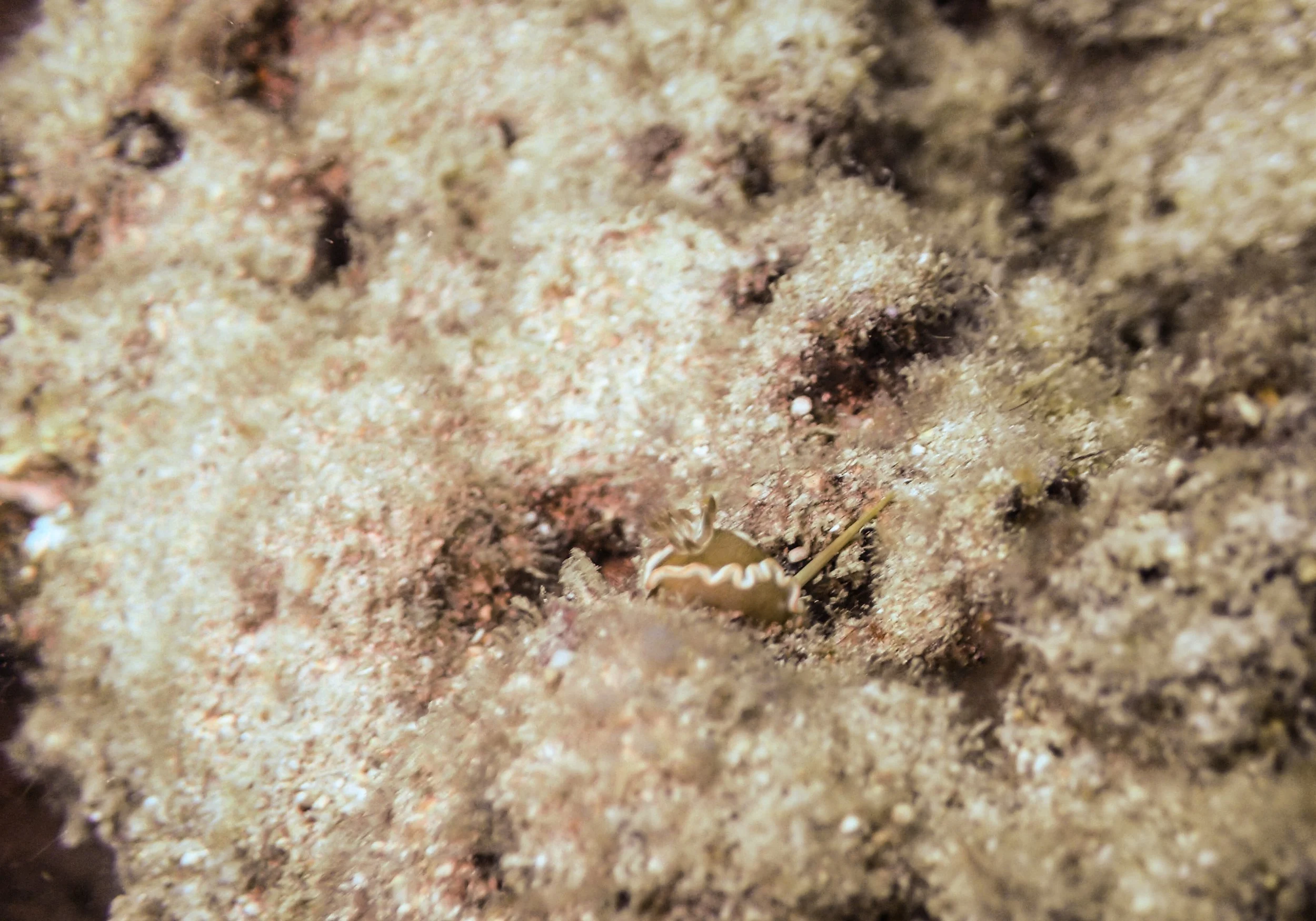 Turtle Canyon-5.jpg
