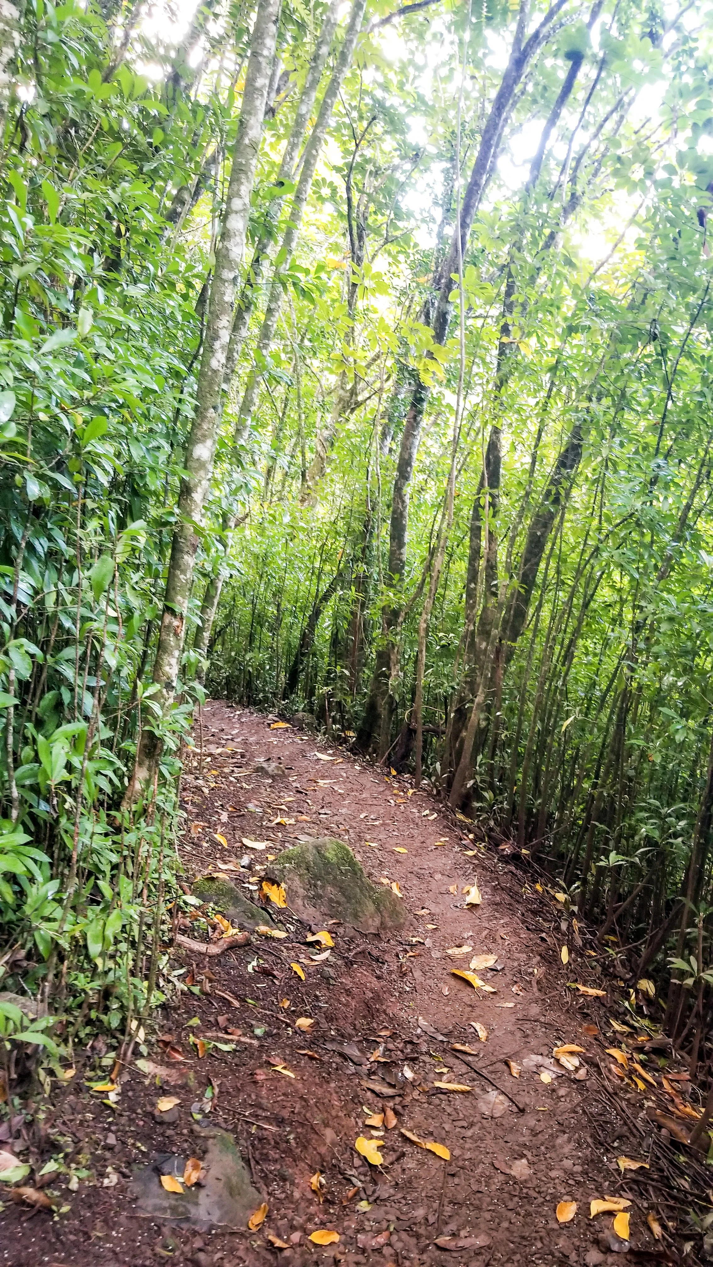 Aeia Loop Trail-3.jpg