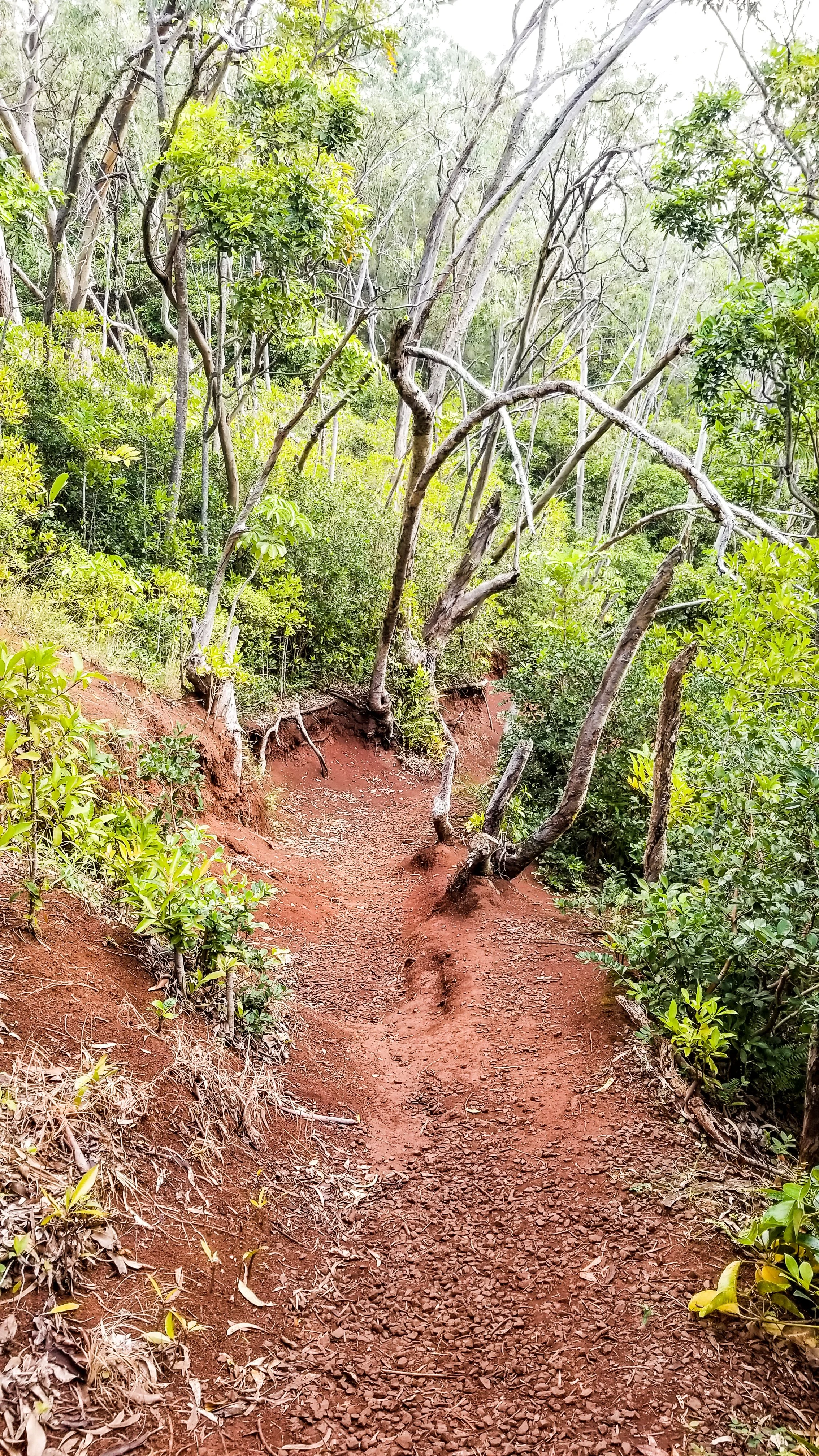 Aeia Loop Trail.jpg