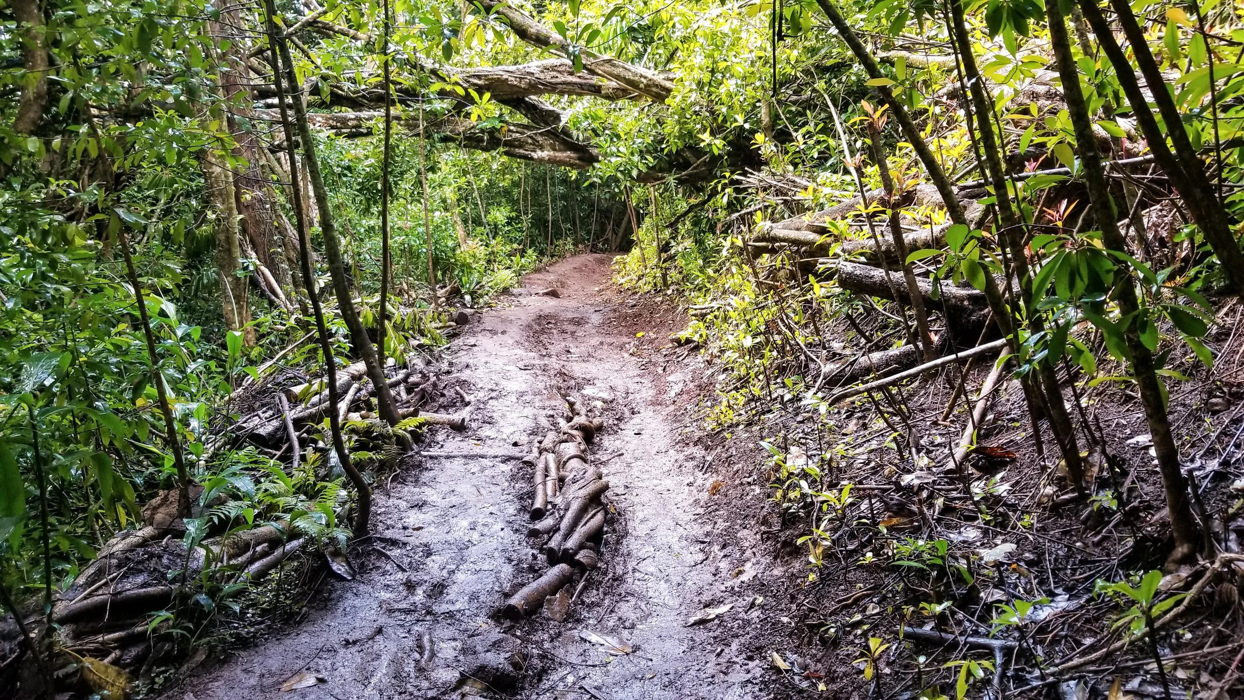 Aeia Loop Trail-4.jpg