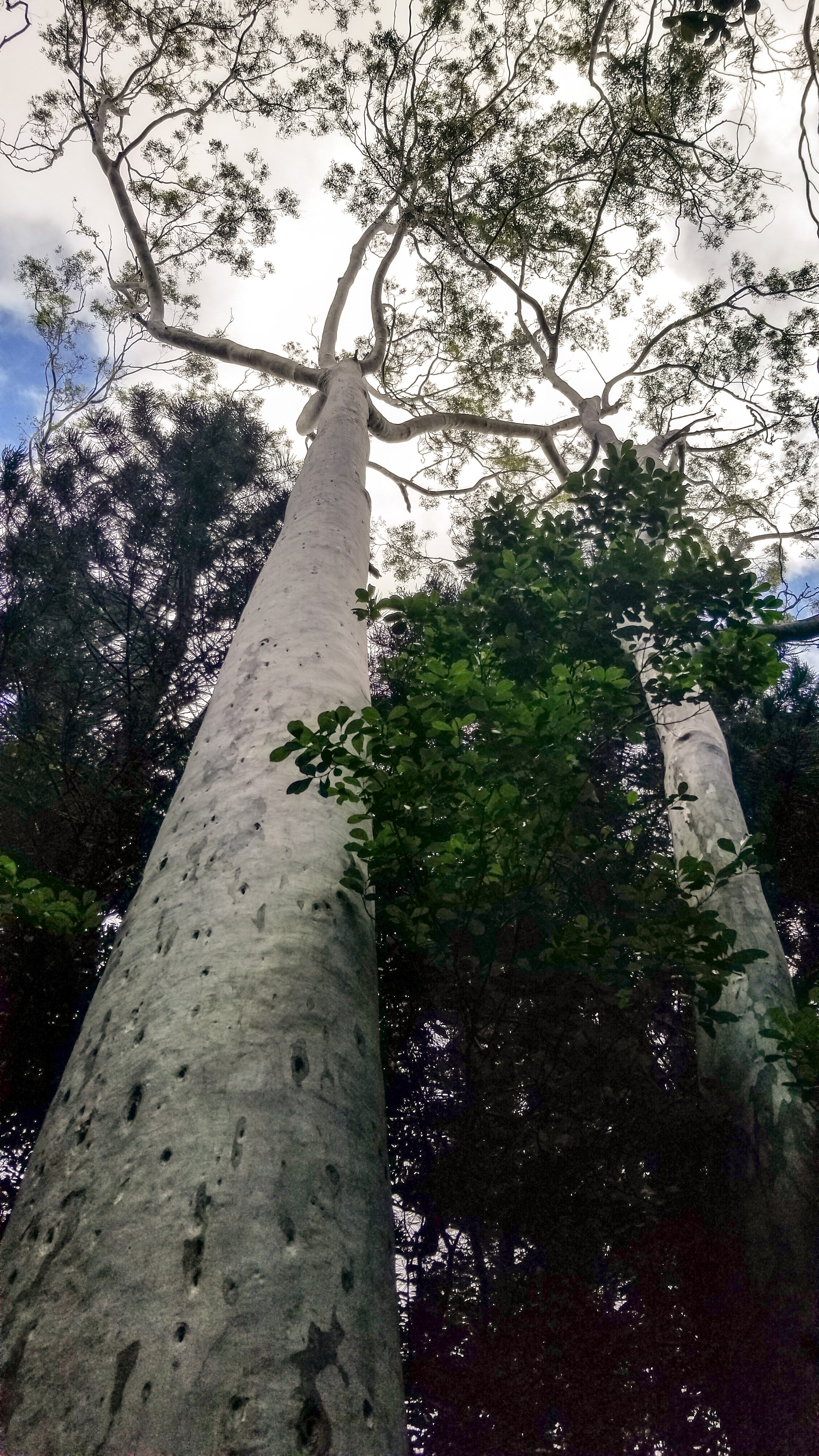 Aeia Loop Trail-6.jpg